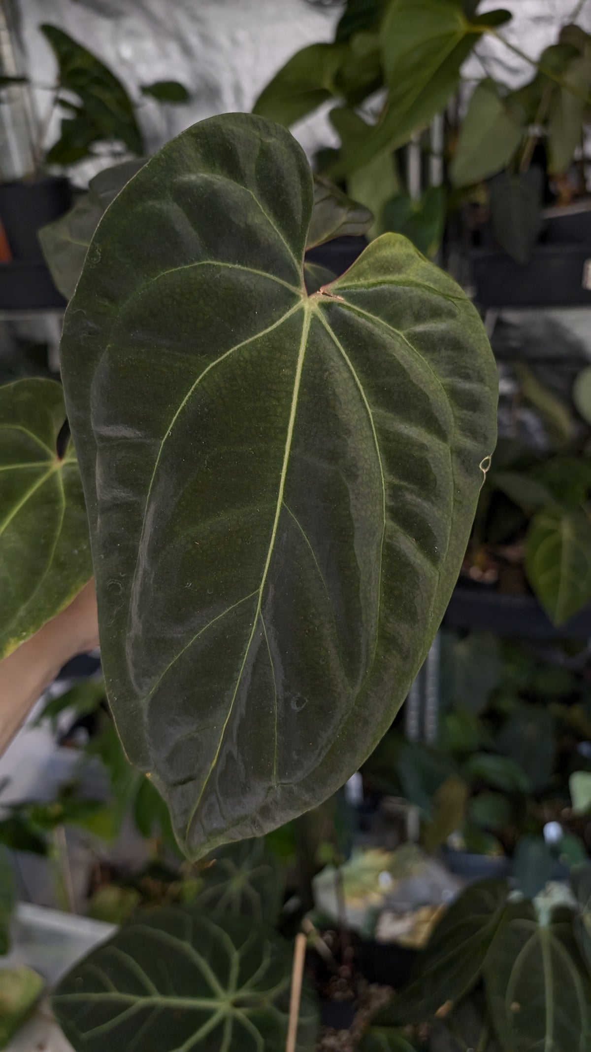 Anthurium Besseae aff 'Black Pillow' x Papillilaminum 'Fort Sherman'