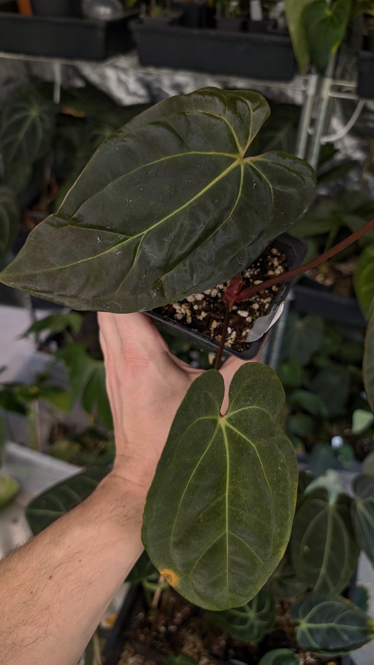Anthurium Besseae aff 'Black Pillow' x Papillilaminum 'Fort Sherman'