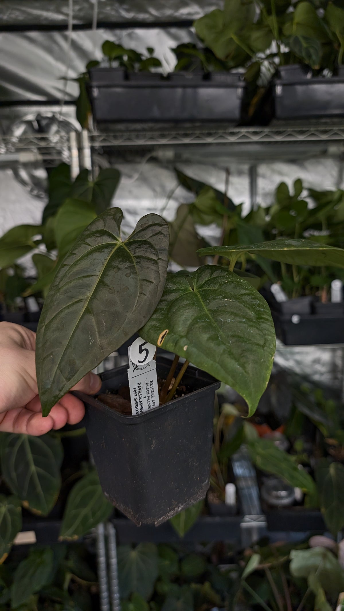 Anthurium Besseae aff 'Black Pillow' x Papillilaminum 'Fort Sherman'
