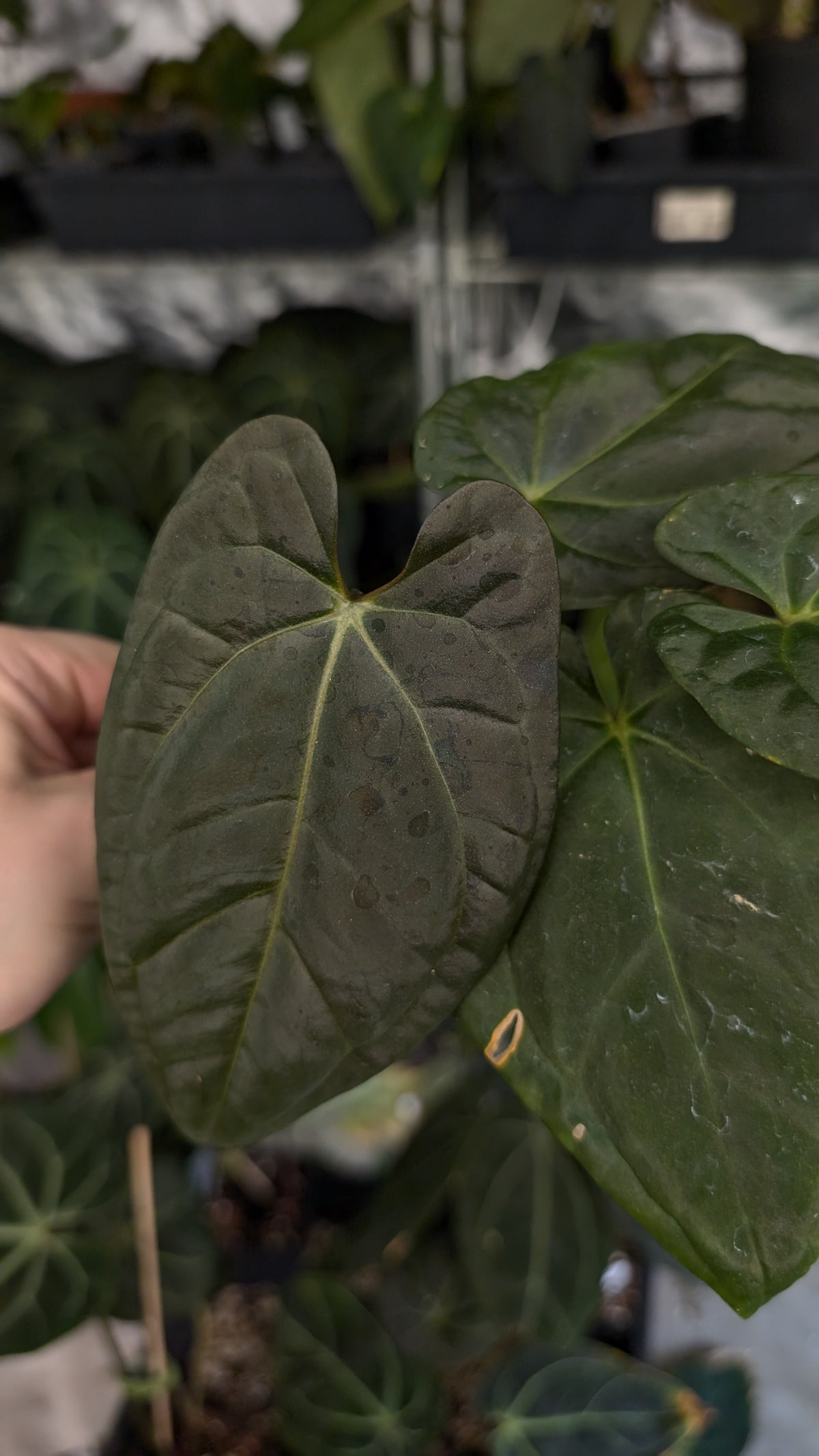 Anthurium Besseae aff 'Black Pillow' x Papillilaminum 'Fort Sherman'