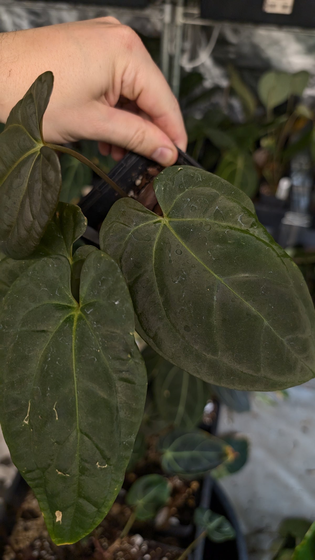 Anthurium Besseae aff 'Black Pillow' x Papillilaminum 'Fort Sherman'