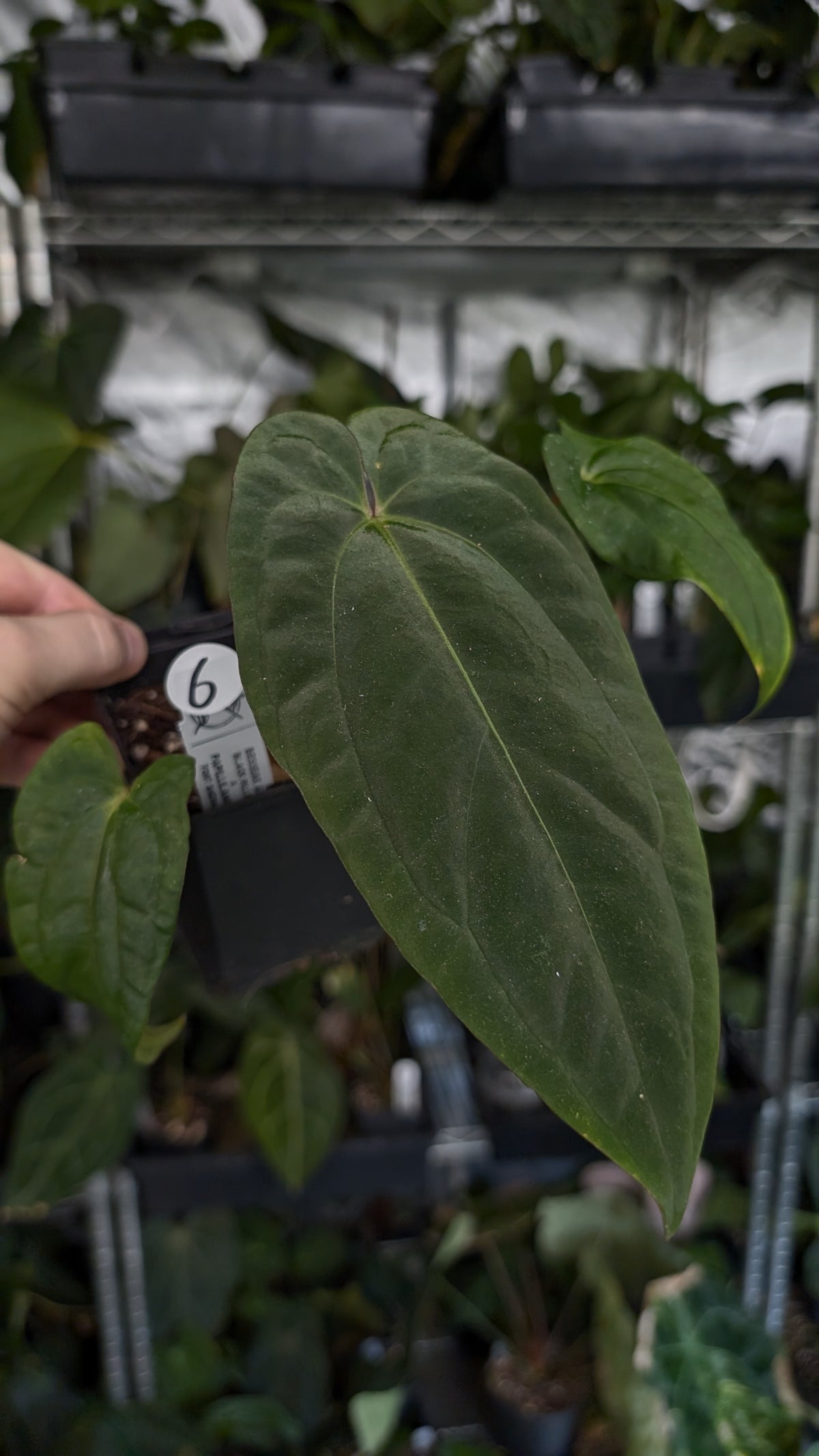Anthurium Besseae aff 'Black Pillow' x Papillilaminum 'Fort Sherman'