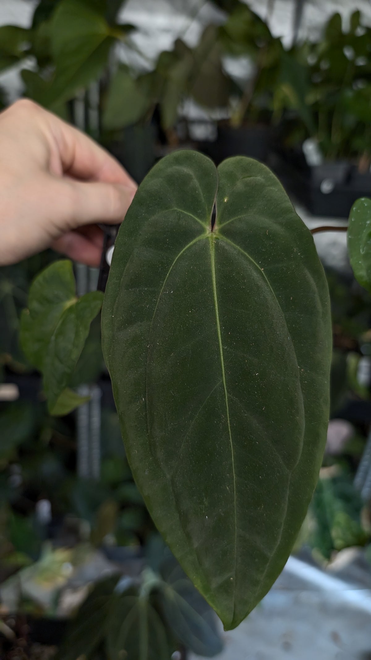 Anthurium Besseae aff 'Black Pillow' x Papillilaminum 'Fort Sherman'