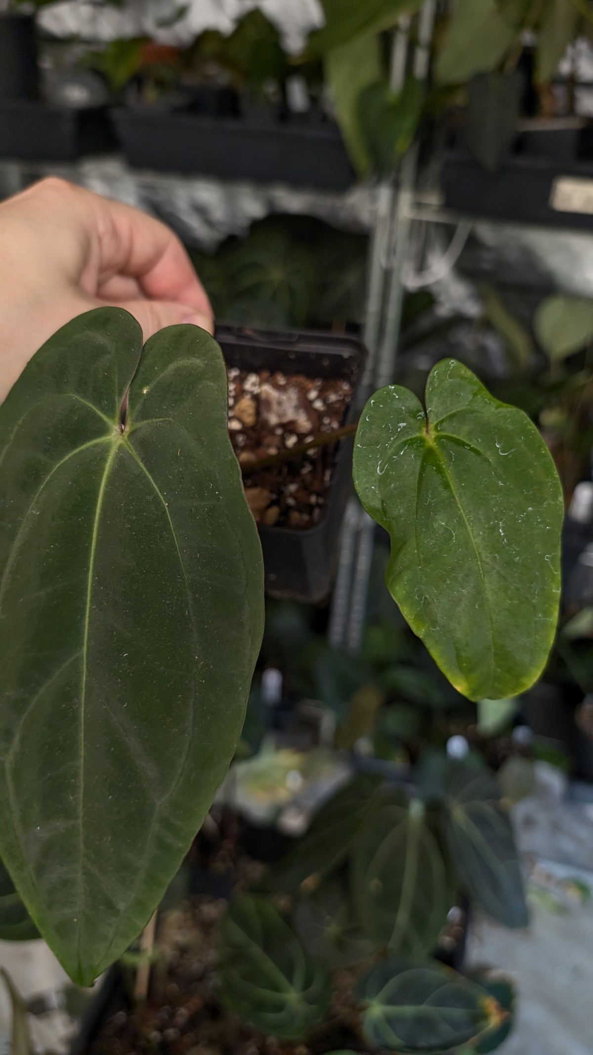 Anthurium Besseae aff 'Black Pillow' x Papillilaminum 'Fort Sherman'