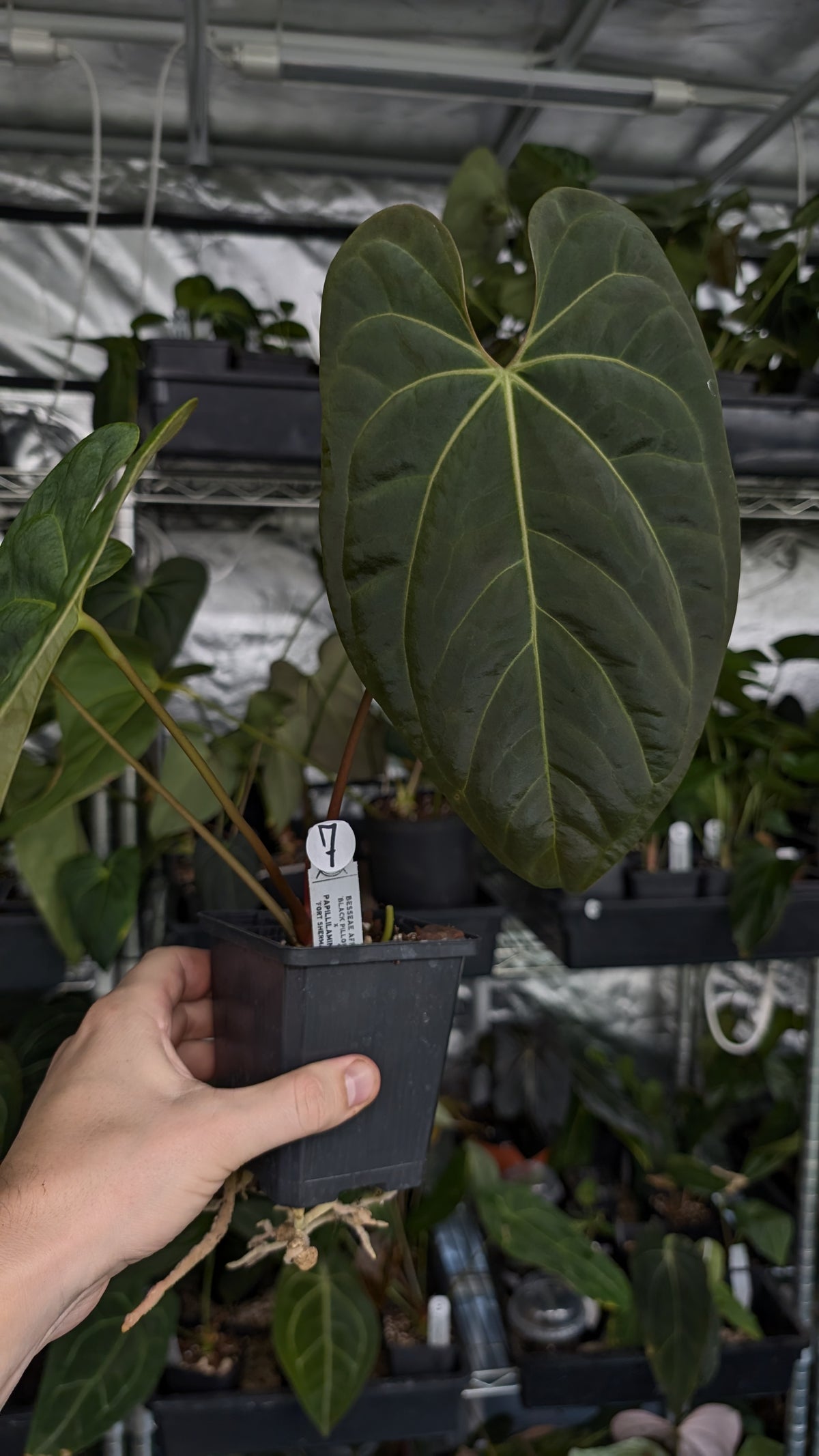 Anthurium Besseae aff 'Black Pillow' x Papillilaminum 'Fort Sherman'