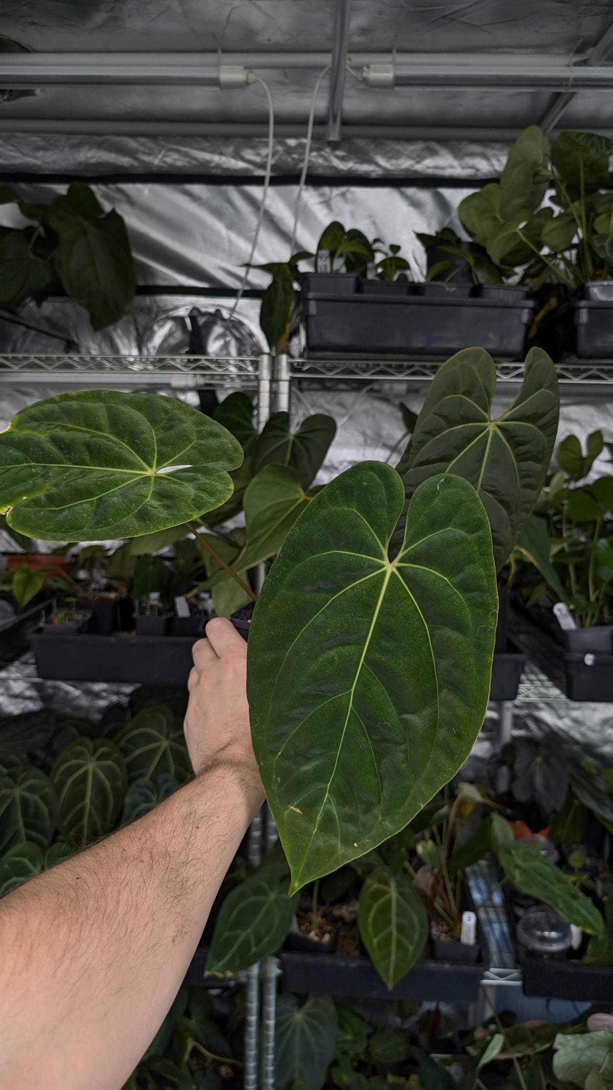 Anthurium Besseae aff 'Black Pillow' x Papillilaminum 'Fort Sherman'