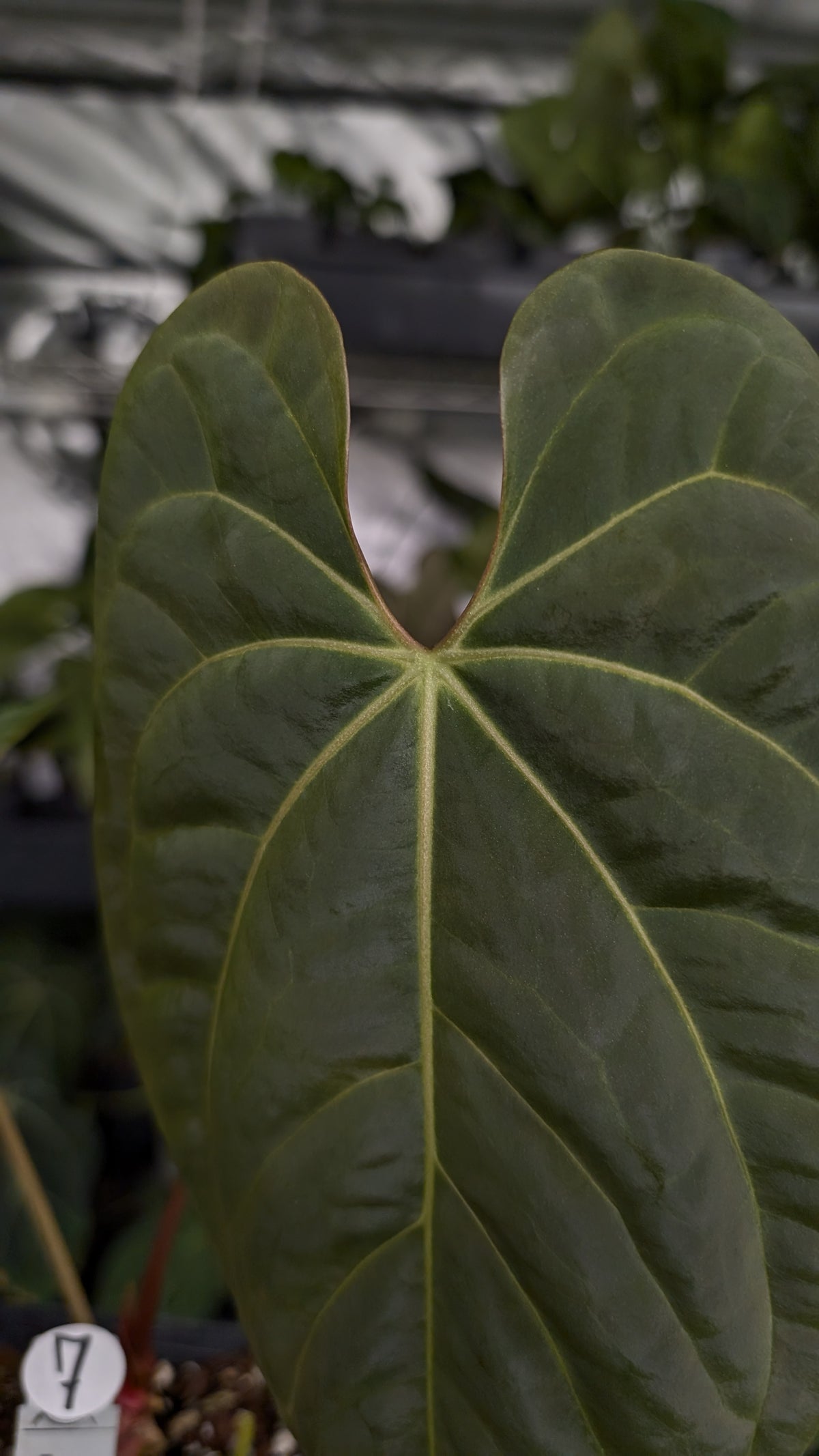 Anthurium Besseae aff 'Black Pillow' x Papillilaminum 'Fort Sherman'