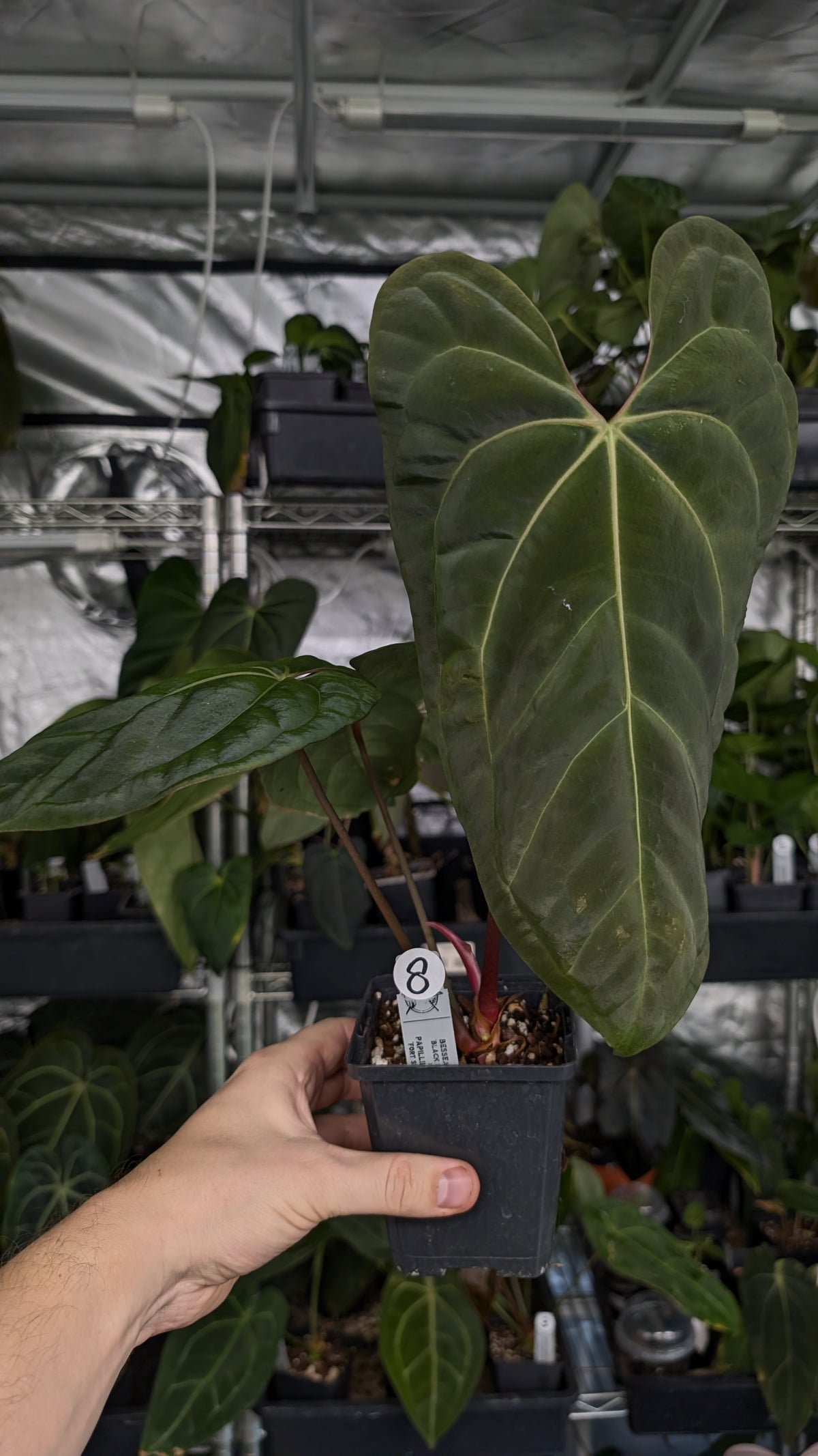 Anthurium Besseae aff 'Black Pillow' x Papillilaminum 'Fort Sherman'
