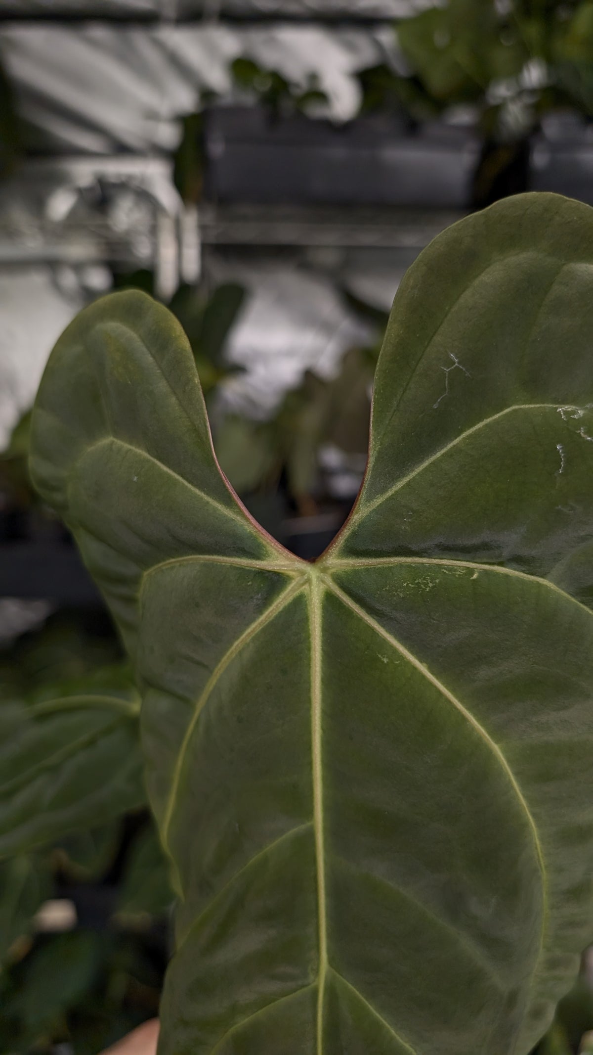 Anthurium Besseae aff 'Black Pillow' x Papillilaminum 'Fort Sherman'