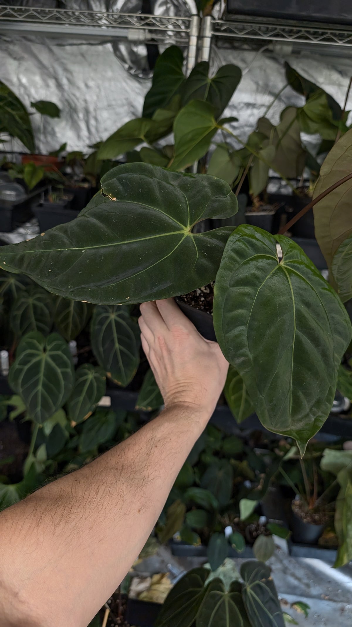 Anthurium Besseae aff 'Black Pillow' x Papillilaminum 'Fort Sherman'