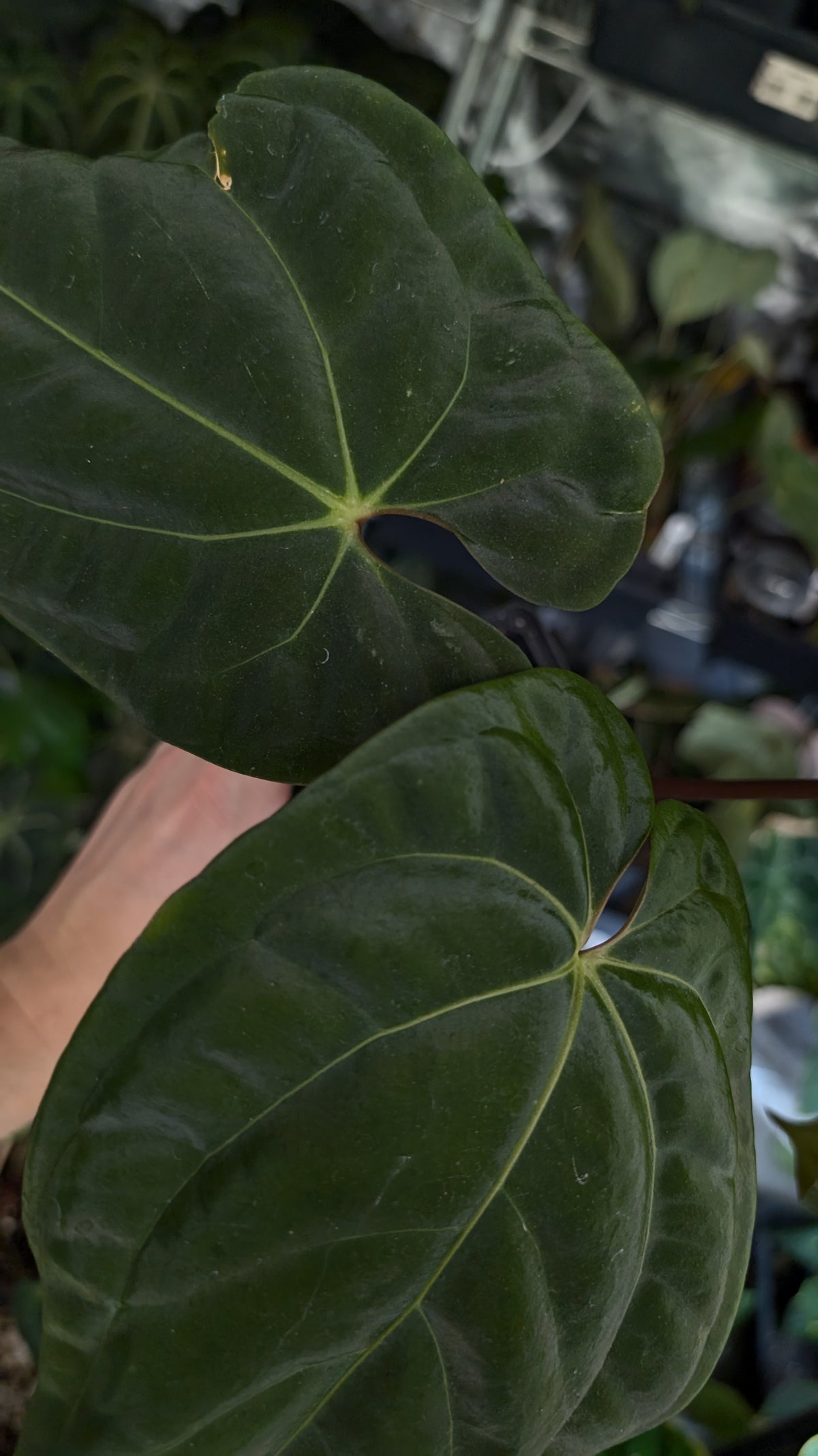 Anthurium Besseae aff 'Black Pillow' x Papillilaminum 'Fort Sherman'