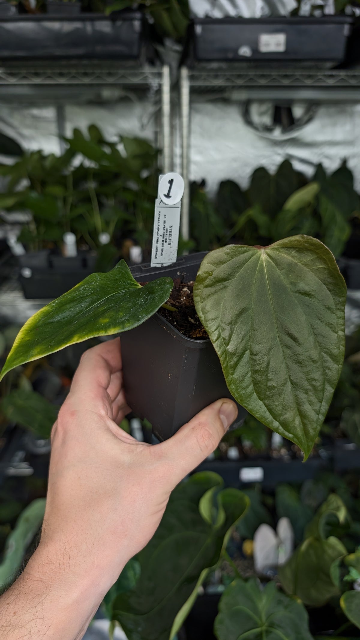 Anthurium 'Steelfin' clone