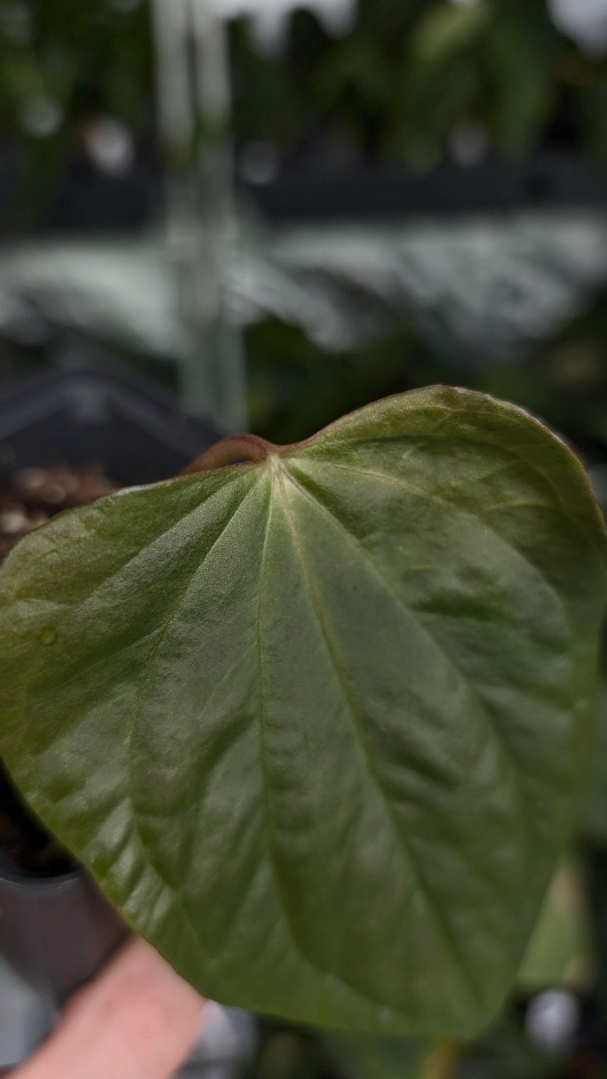 Anthurium 'Steelfin' clone