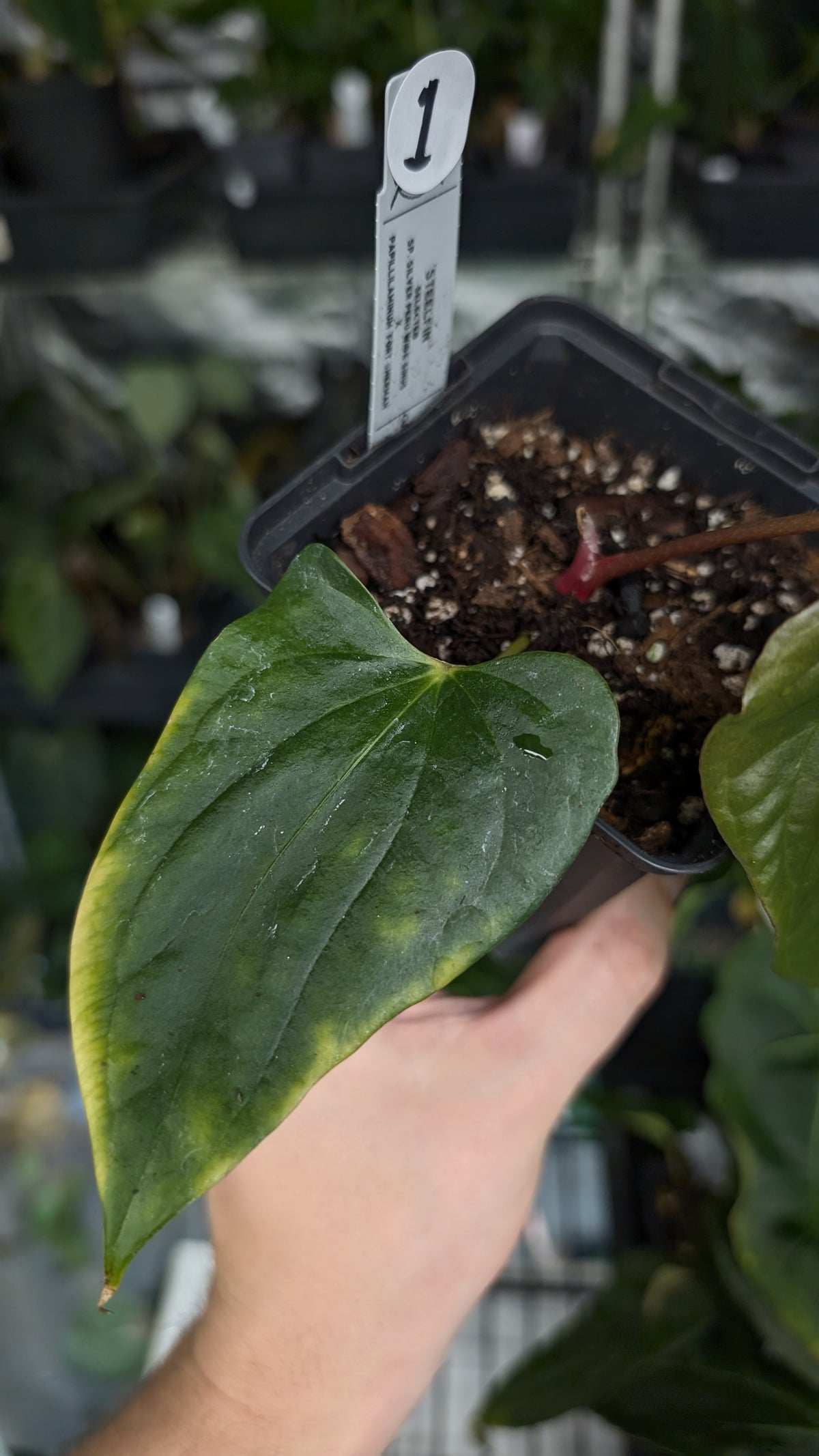 Anthurium 'Steelfin' clone