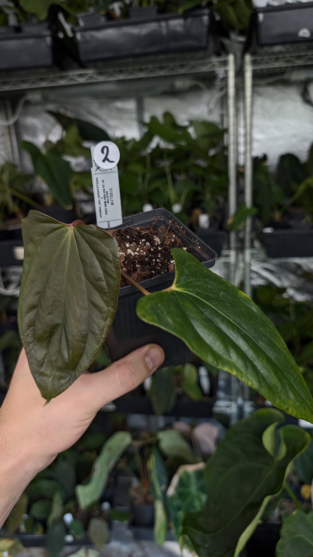 Anthurium 'Steelfin' clone