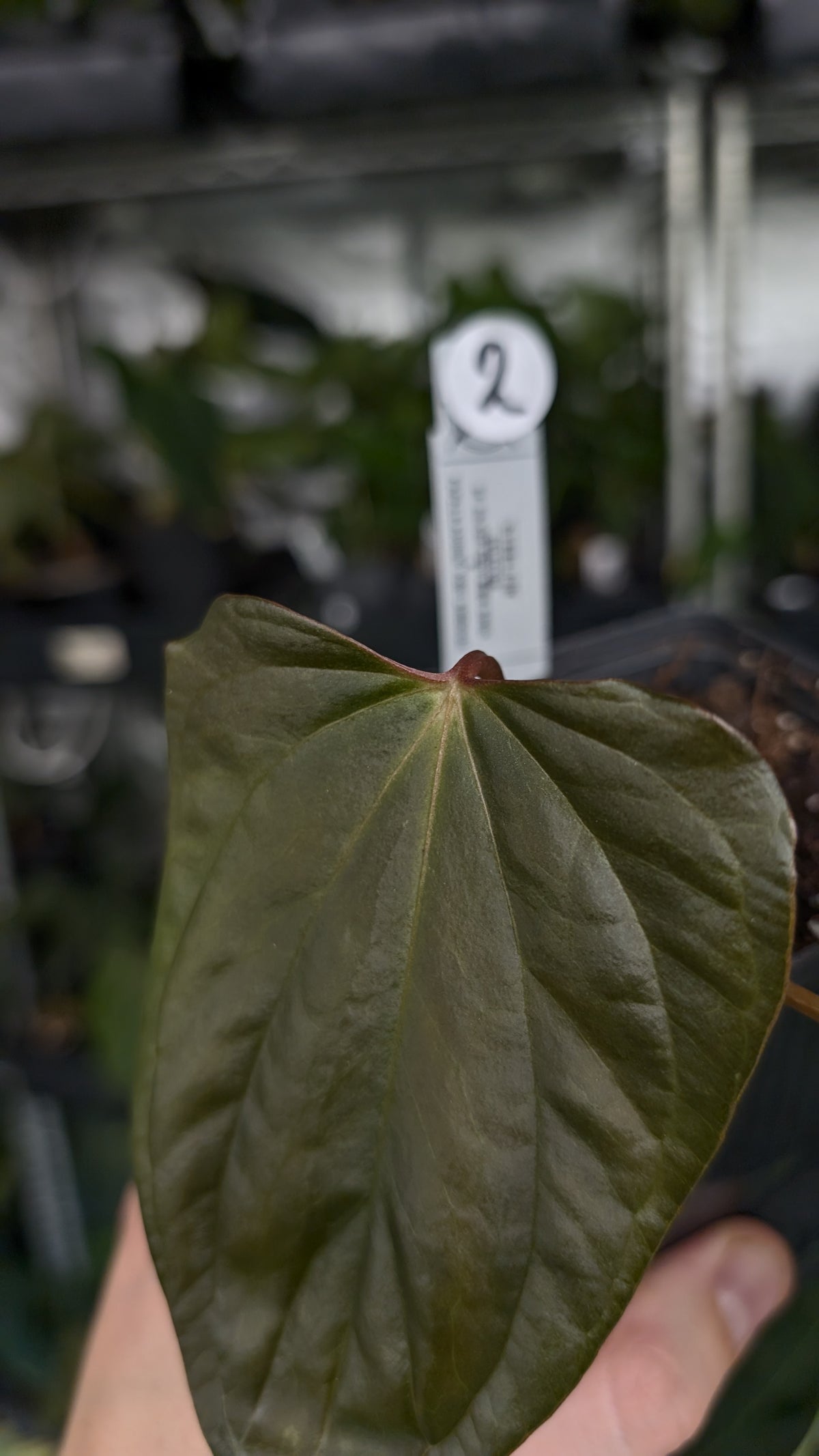 Anthurium 'Steelfin' clone