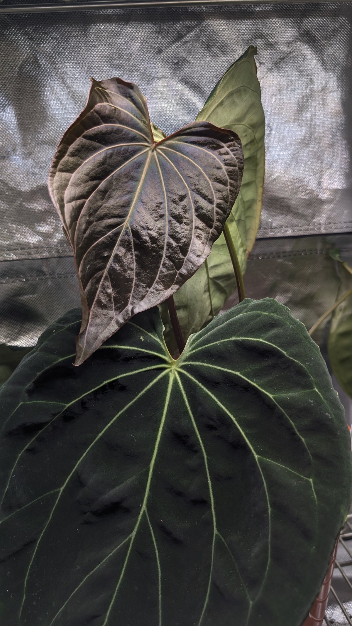 Doc Block Black Widow 13x43 Clone 2 (variegated emergents)