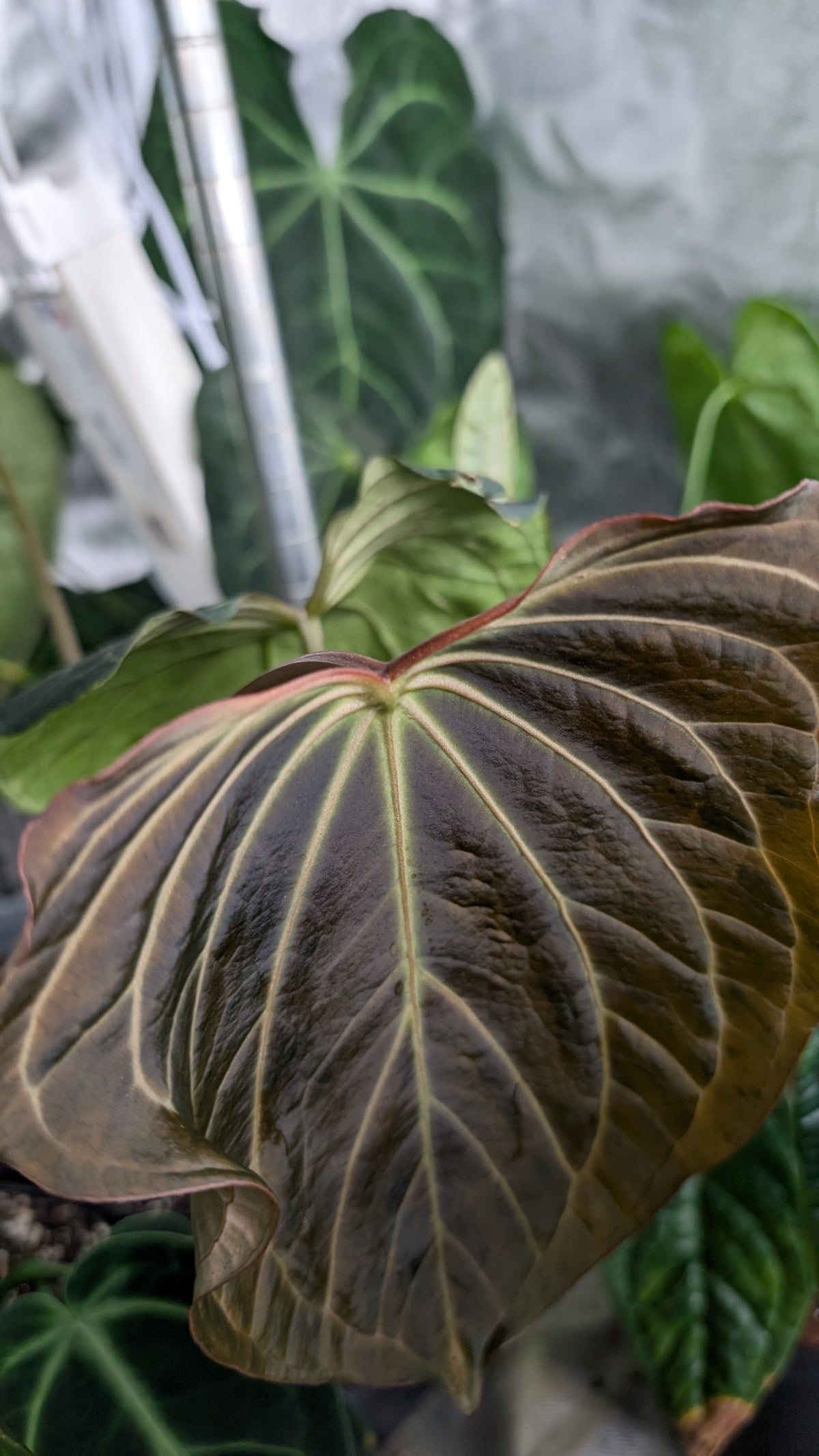 Doc Block Black Widow 13x43 Clone 2 (variegated emergents)
