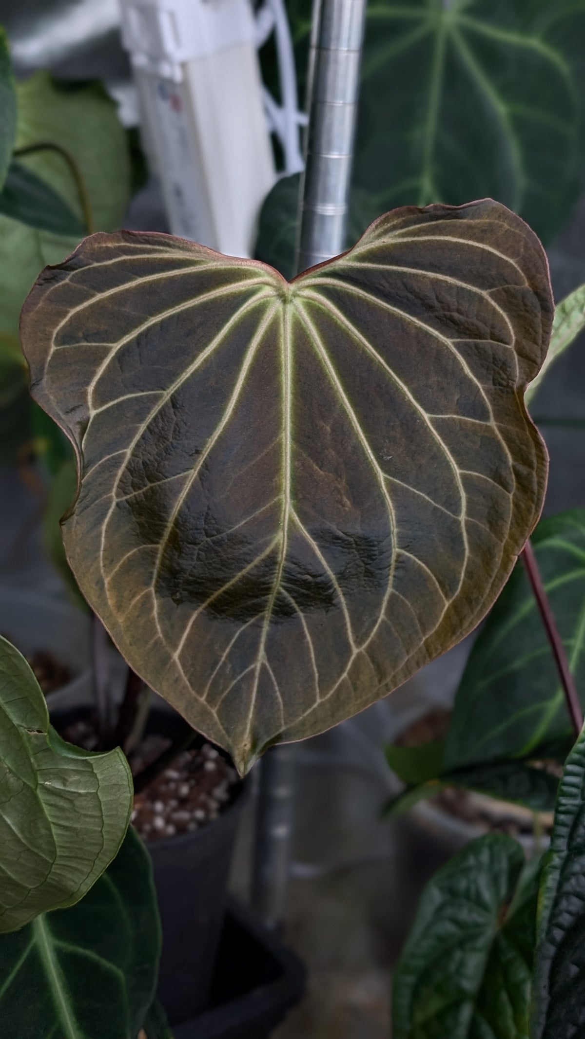 Doc Block Black Widow 13x43 Clone 2 (variegated emergents)