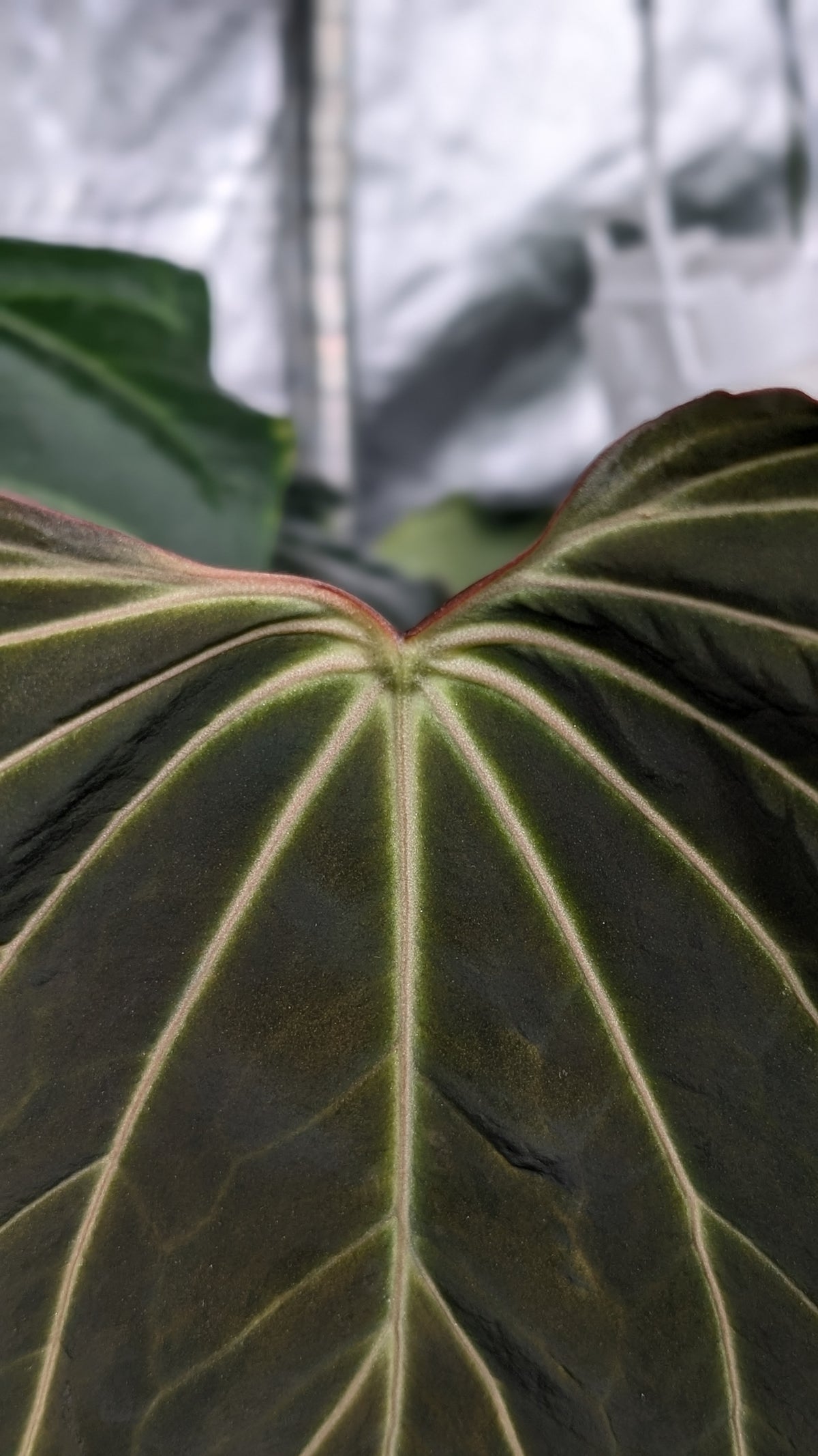 Doc Block Black Widow 13x43 Clone 2 (variegated emergents)