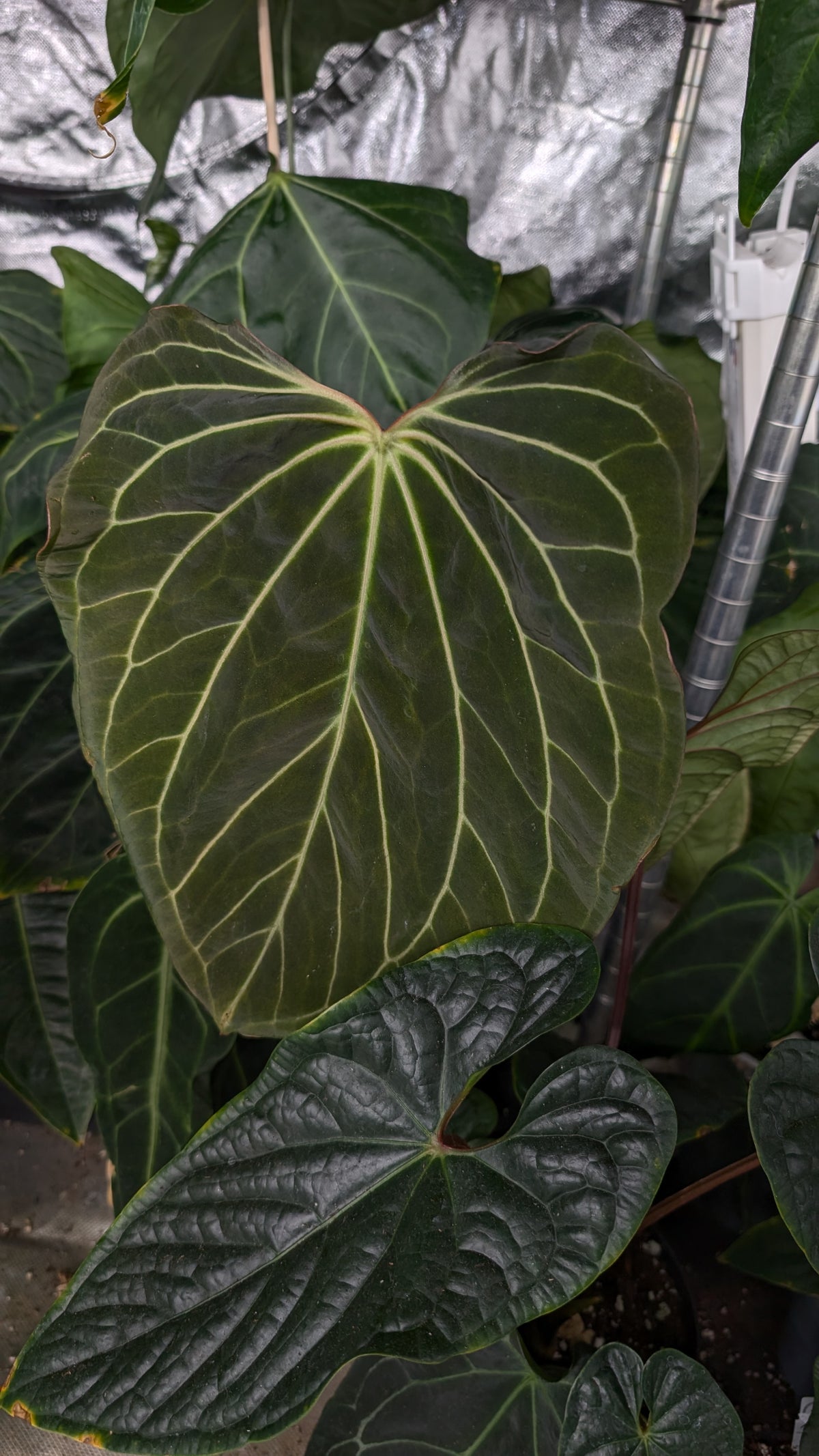 Doc Block Black Widow 13x43 Clone 2 (variegated emergents)