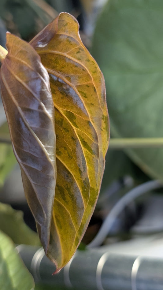 Doc Block Black Widow 13x43 Clone 2 (variegated emergents)
