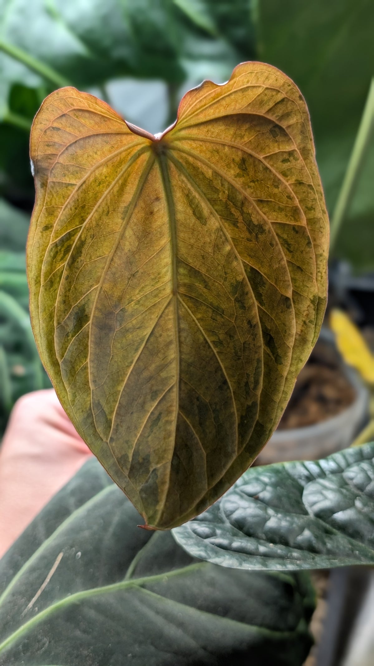 Doc Block Black Widow 13x43 Clone 2 (variegated emergents)