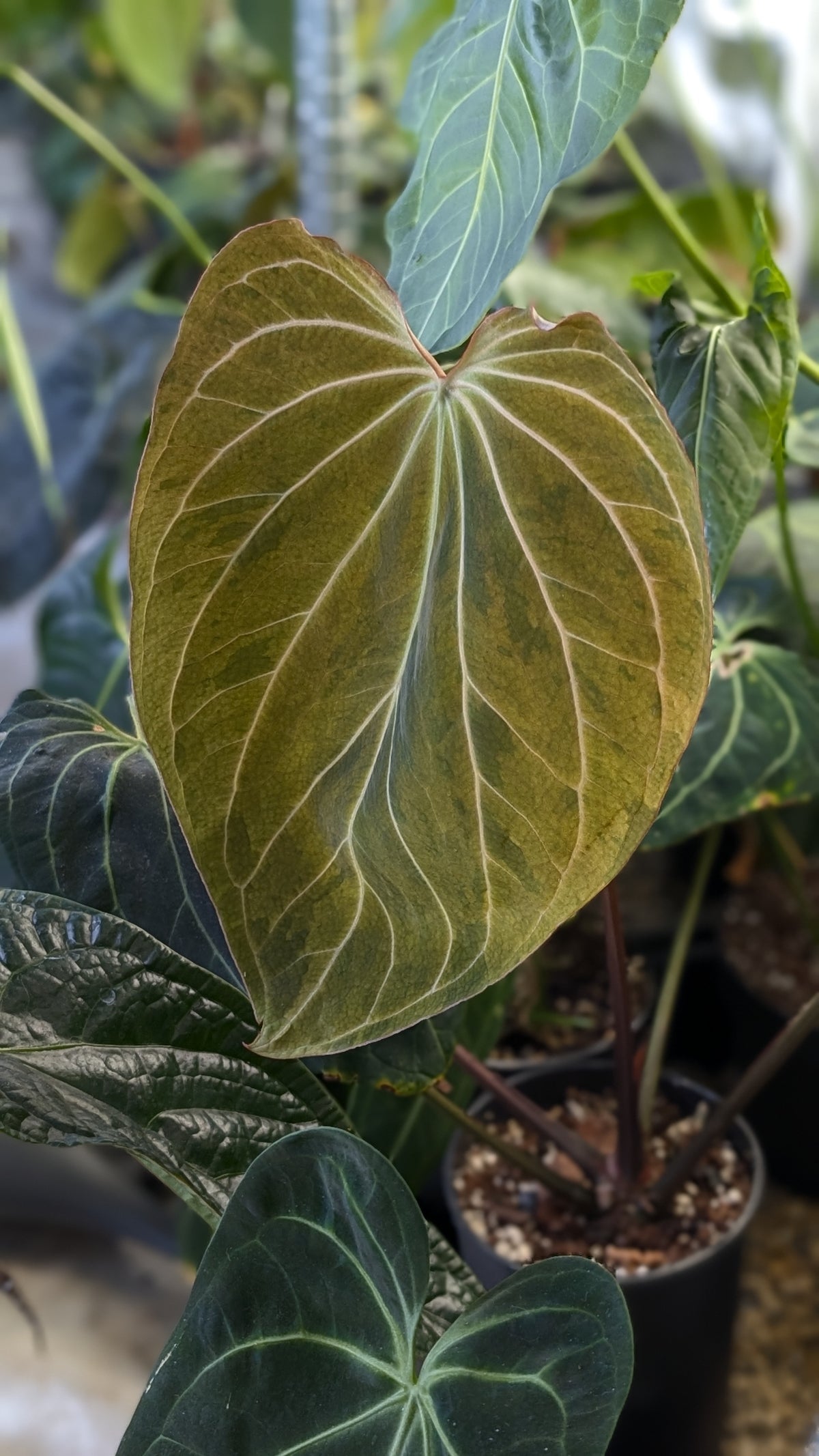 Doc Block Black Widow 13x43 Clone 2 (variegated emergents)