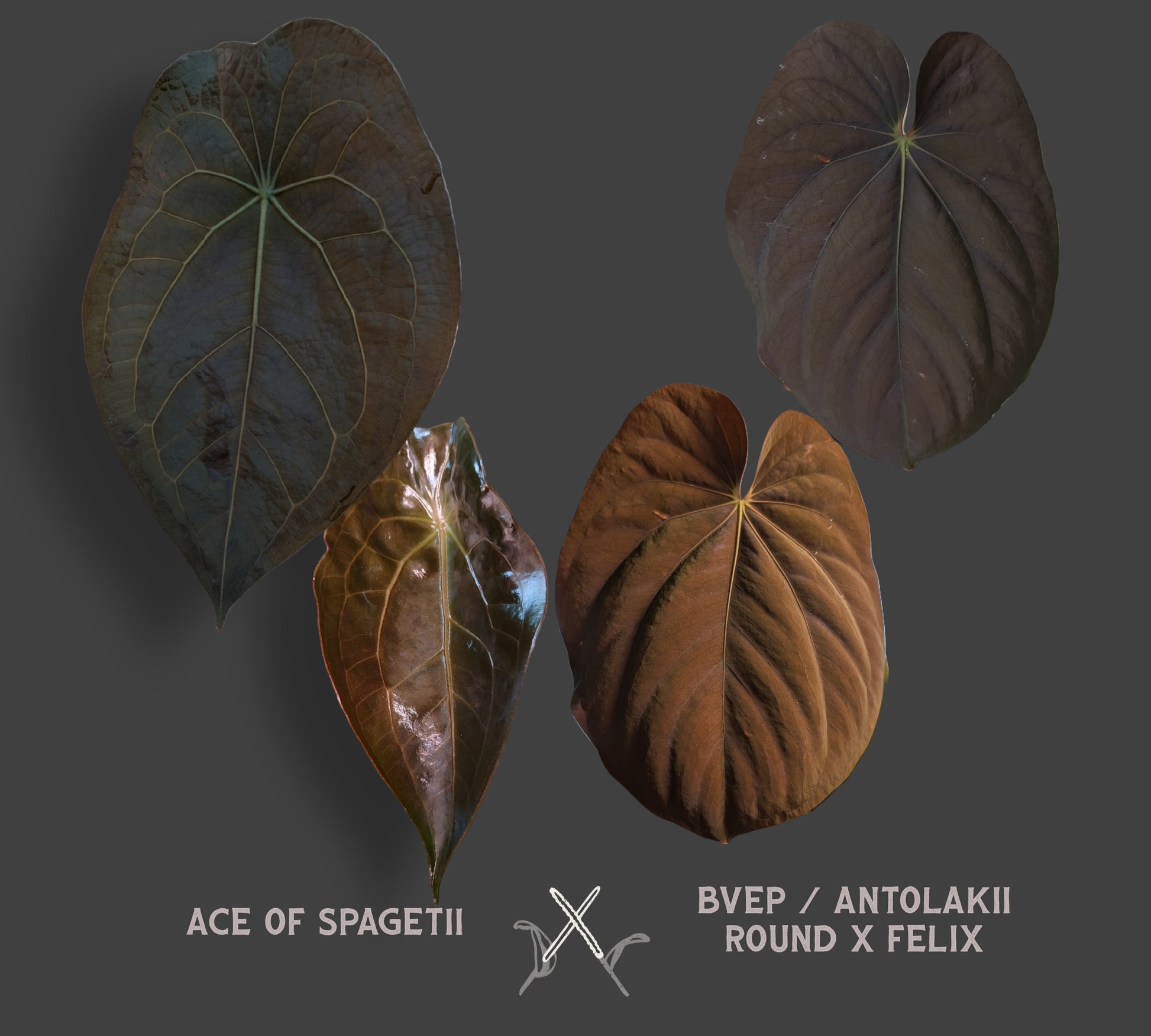 anthurium foglie bucate Anthurium Ace of Spagetii x BVEP 'Round x Felix' – Curious Plants