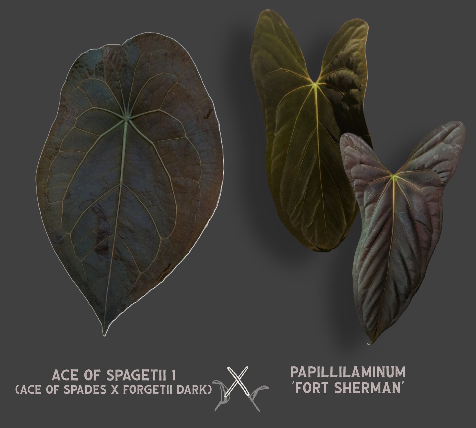 anthurium scandens var. pumila Anthurium Ace of Spagetii x Papillilaminum 'Fort Sherman' – Curious Plants