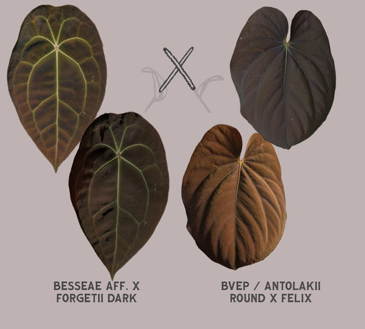 Anthurium [Besseae aff. x Forgetii dark] x BVEP Round x Felix