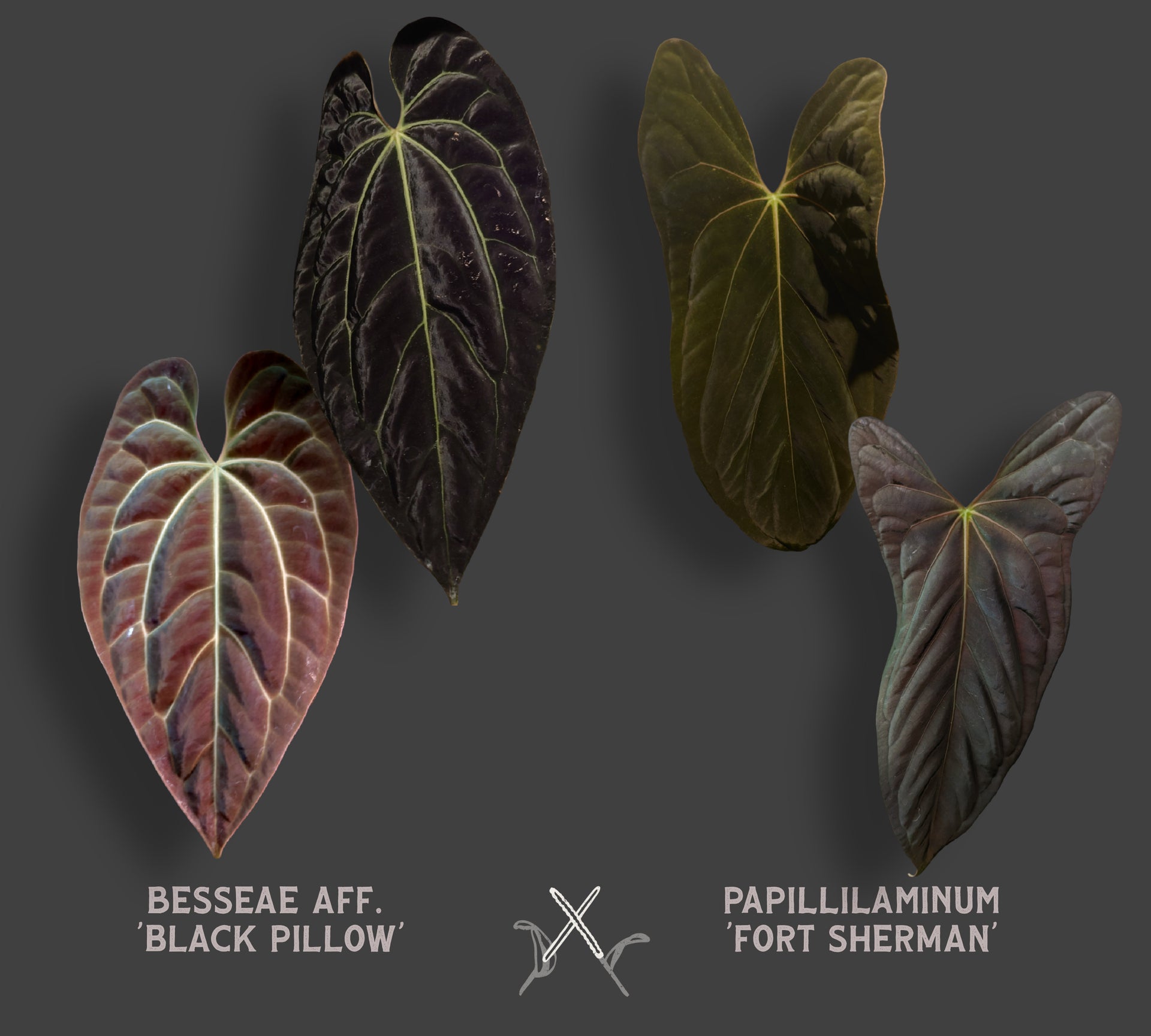 Anthurium Besseae aff 'Black Pillow' x Papillilaminum 'Fort Sherman' –  Curious Plants