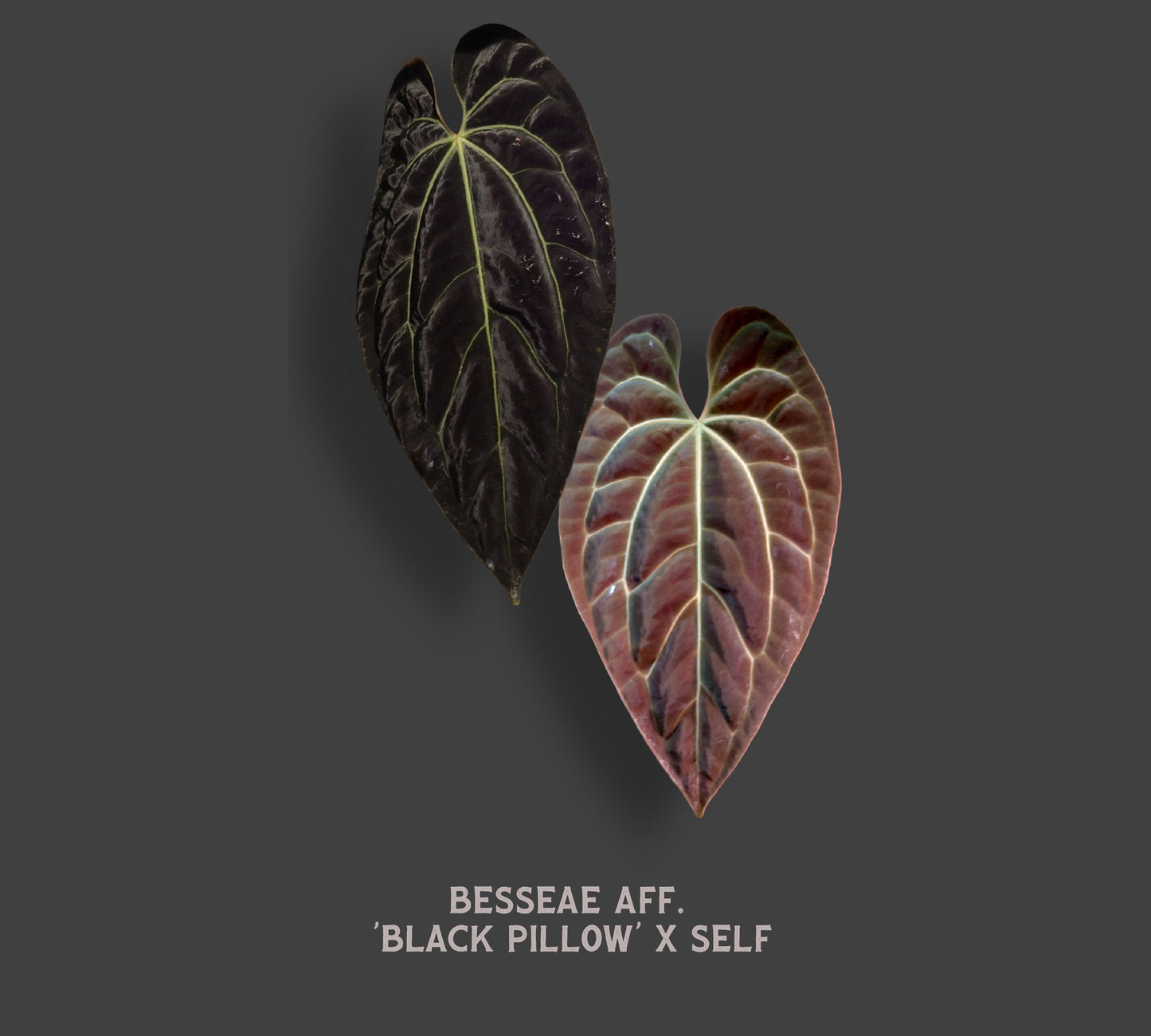 Anthurium Besseae aff. 'Black Pillow'