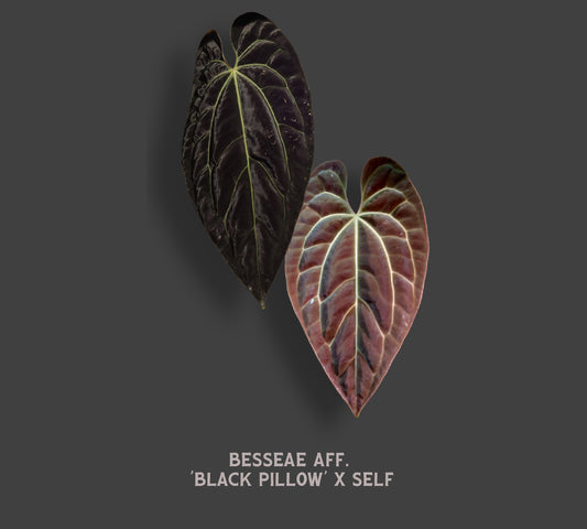 Anthurium Besseae aff. 'Black Pillow'