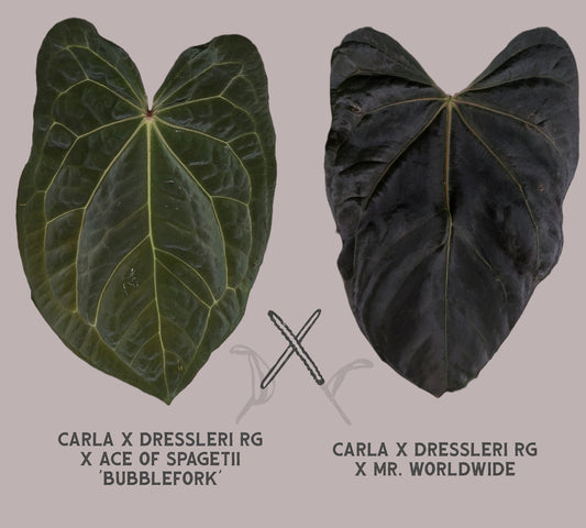 'Bubblefork' x (CarlaDress x Mr Worldwide)