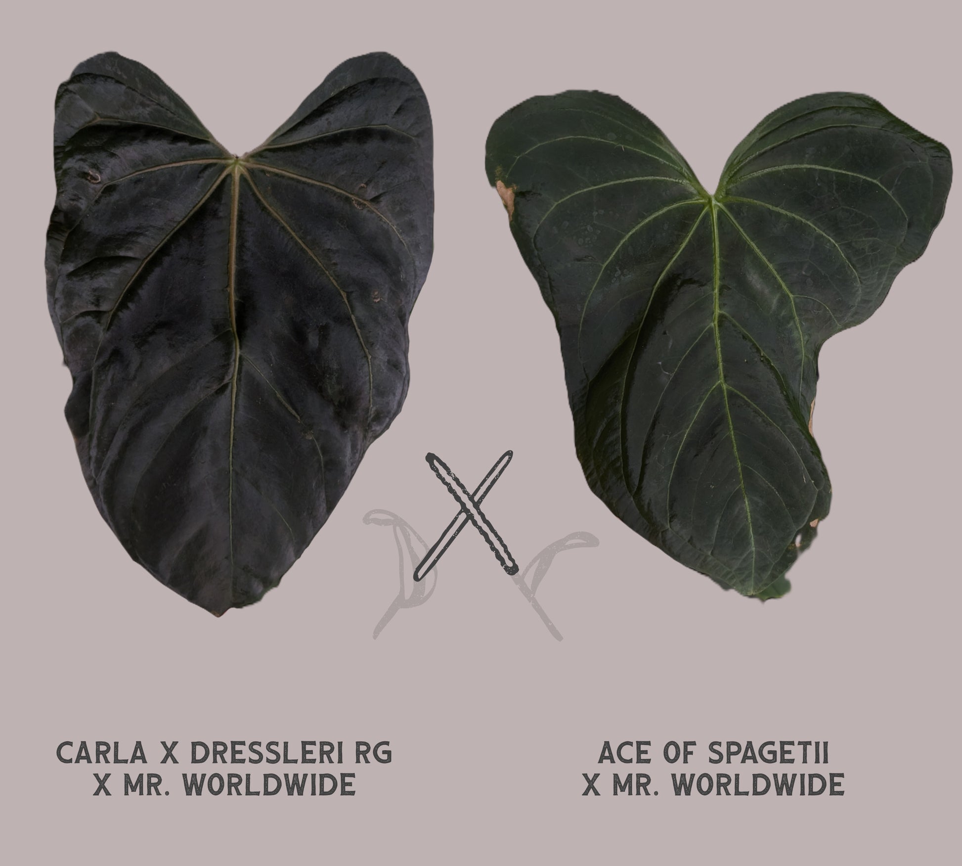 anthurium carlablackiae Anthurium [Carlablackiae x Dressleri Rio Guanche x Mr. Worldwide] x [A –  Curious Plants