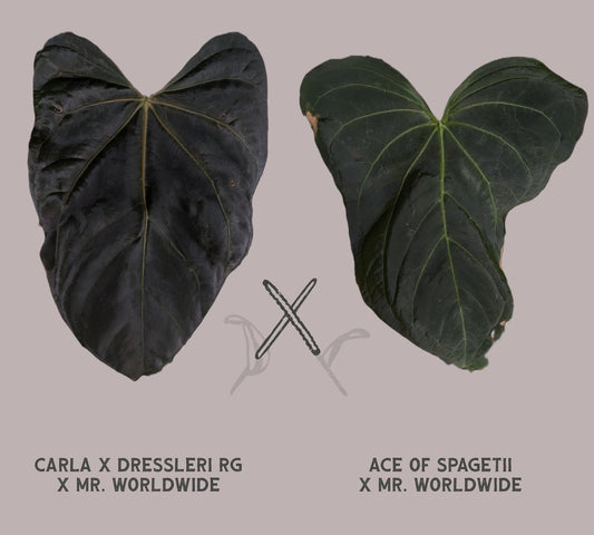 Anthurium [Carlablackiae x Dressleri Rio Guanche x Mr. Worldwide] x [Ace of Spagetii x Mr Worldwide]