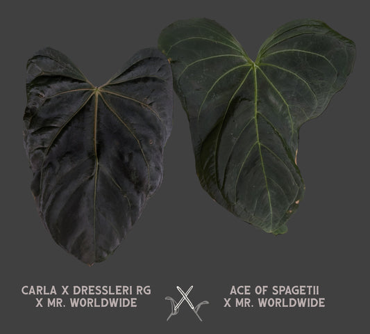 Anthurium [Carlablackiae x Dressleri Rio Guanche x Mr. Worldwide] x [Ace of Spagetii x Mr Worldwide]