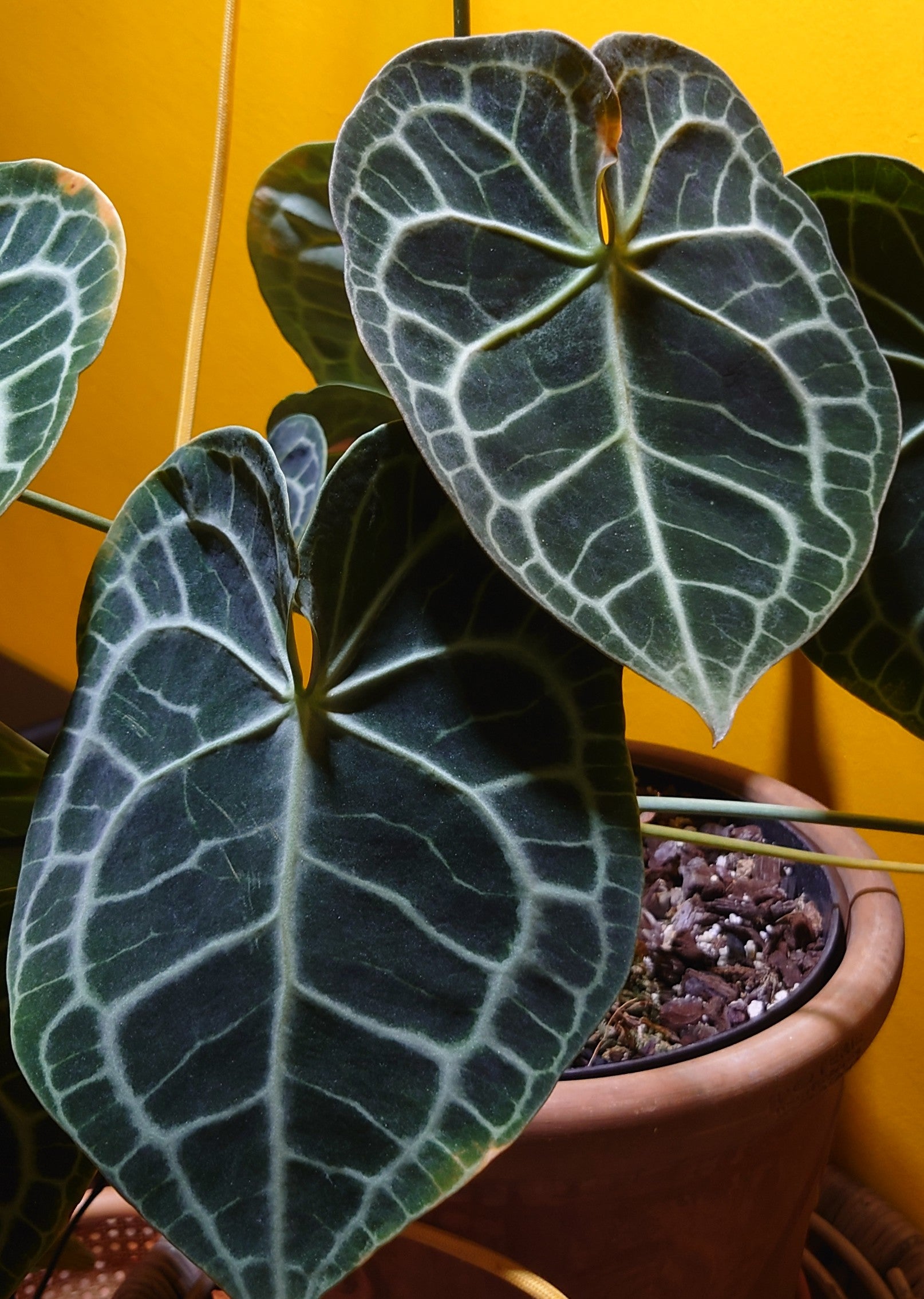 anthurium clarinervium pterodactyl Variegated Anthurium Pterodactyl variegata x Clarinervium