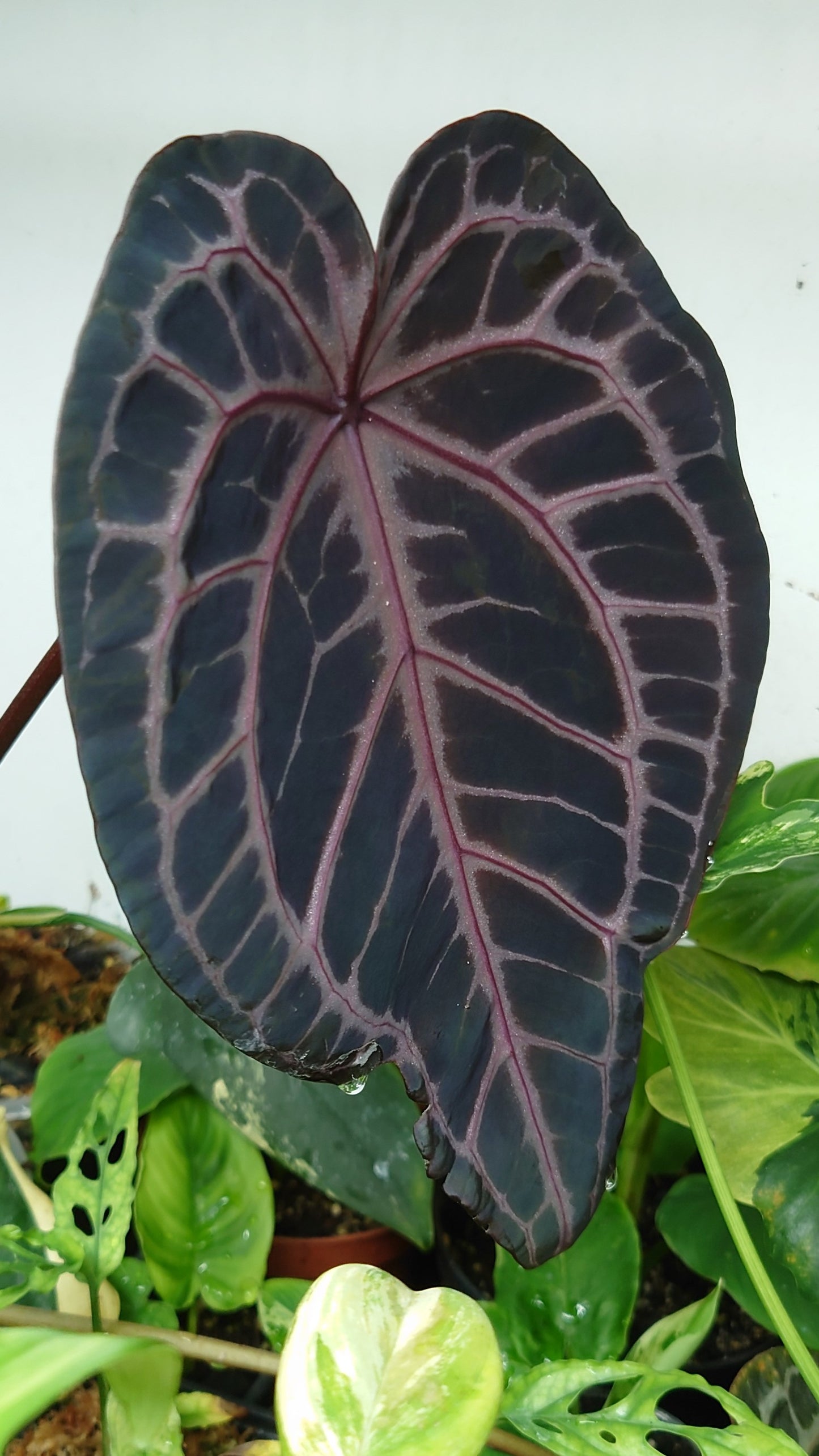 Anthurium Doc Block 'Zara'x'Michelle' Selected Dark x Papillilaminum 'Fort Sherman', Small seedling