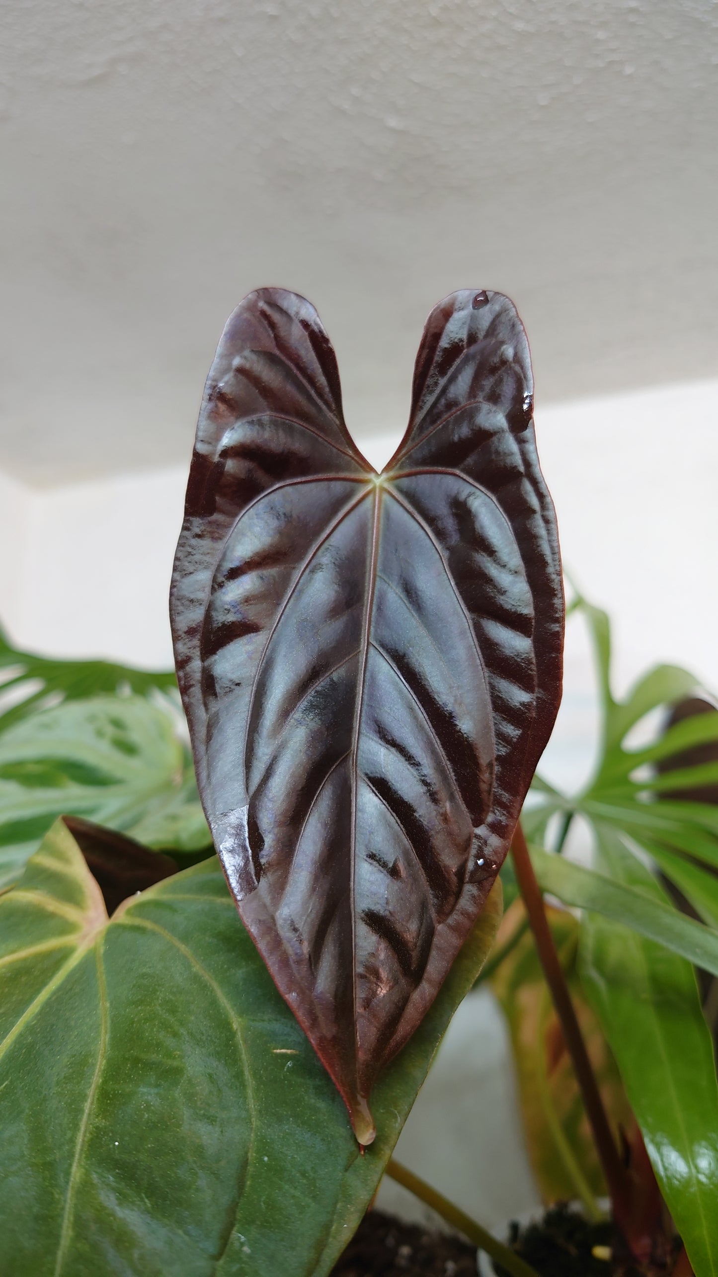 Anthurium Doc Block 'Zara'x'Michelle' Selected Dark x Papillilaminum 'Fort Sherman', Small seedling