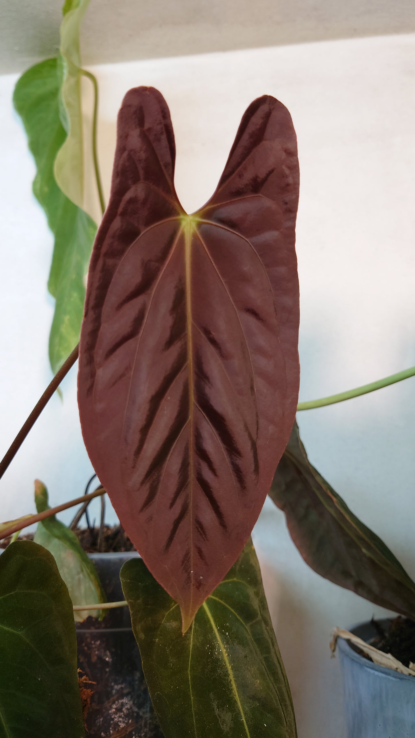 Anthurium Doc Block 'Zara'x'Michelle' Selected Dark x Papillilaminum 'Fort Sherman', Small seedling