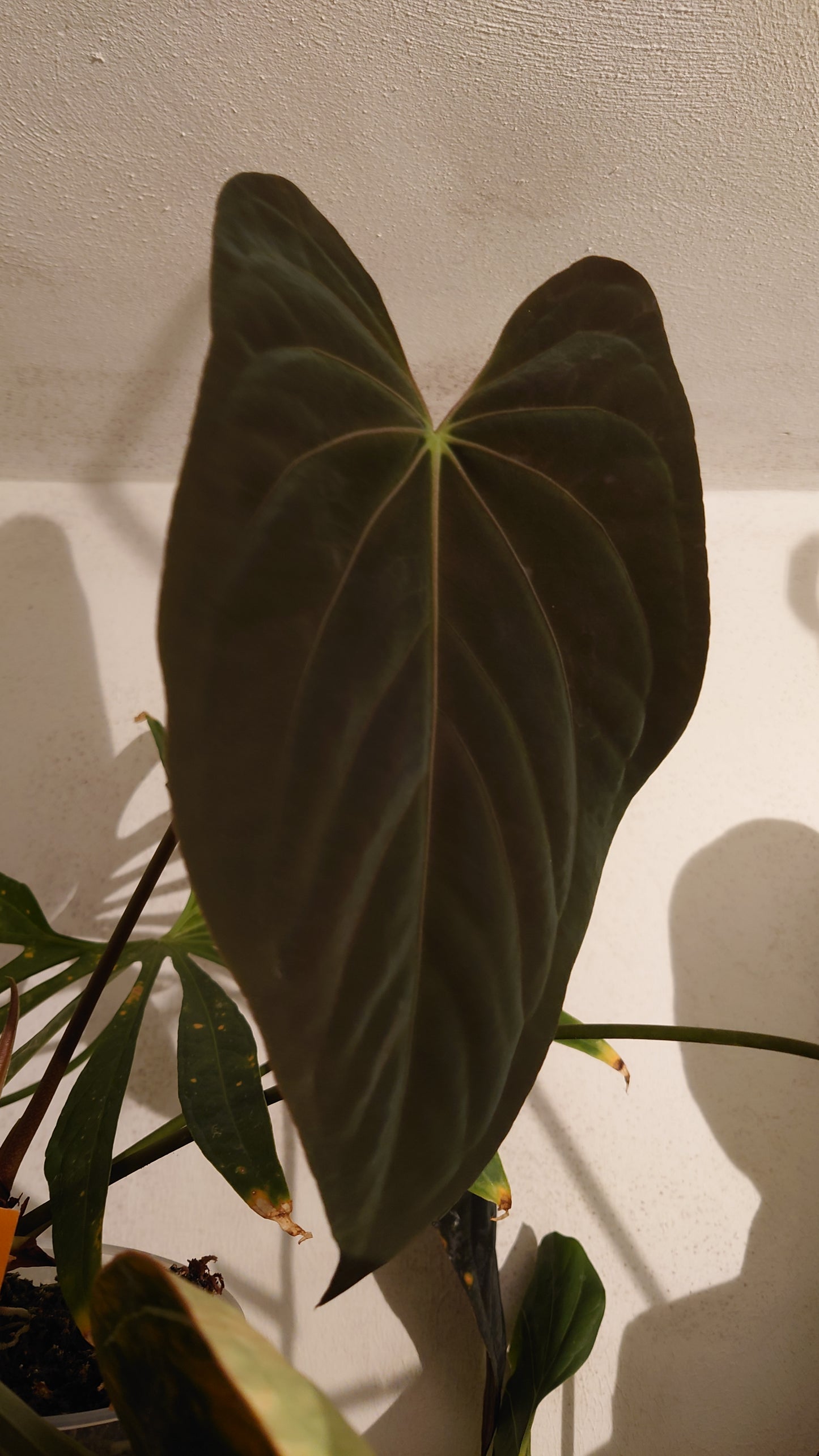 Anthurium PapillilaminumX (Red Sinus / Veins) x Papillilaminum 'Daniel'