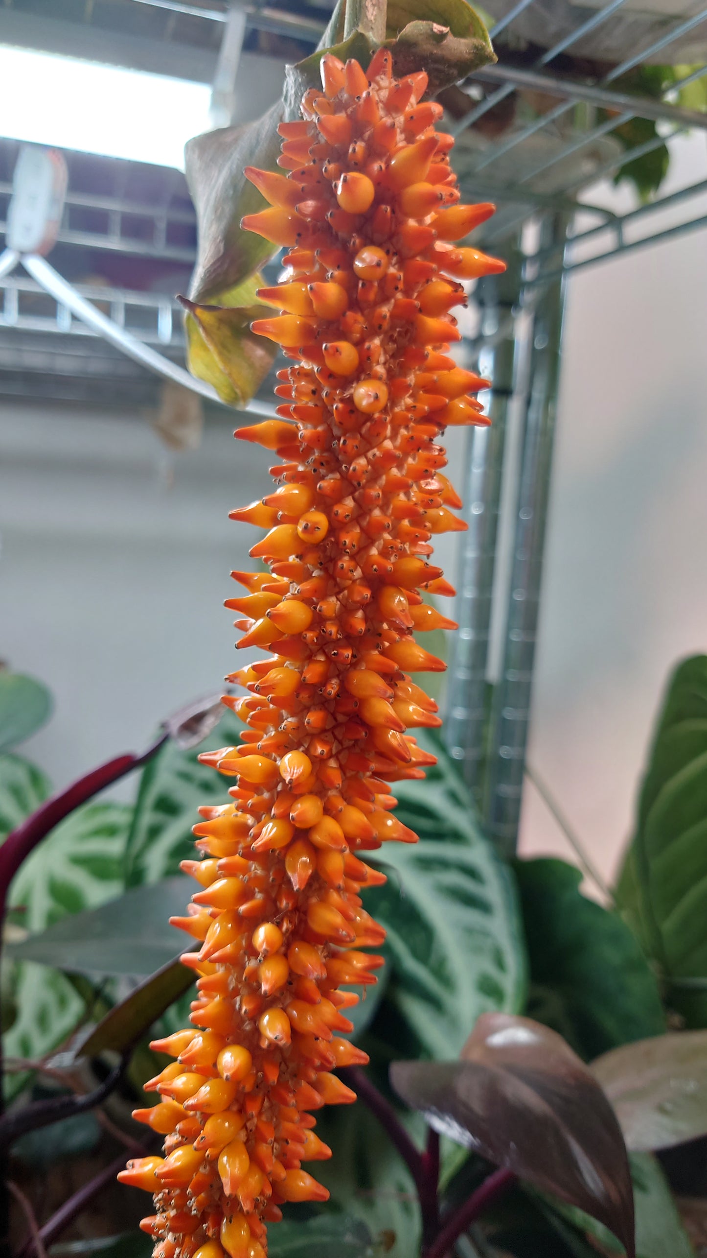 Anthurium Spectabile