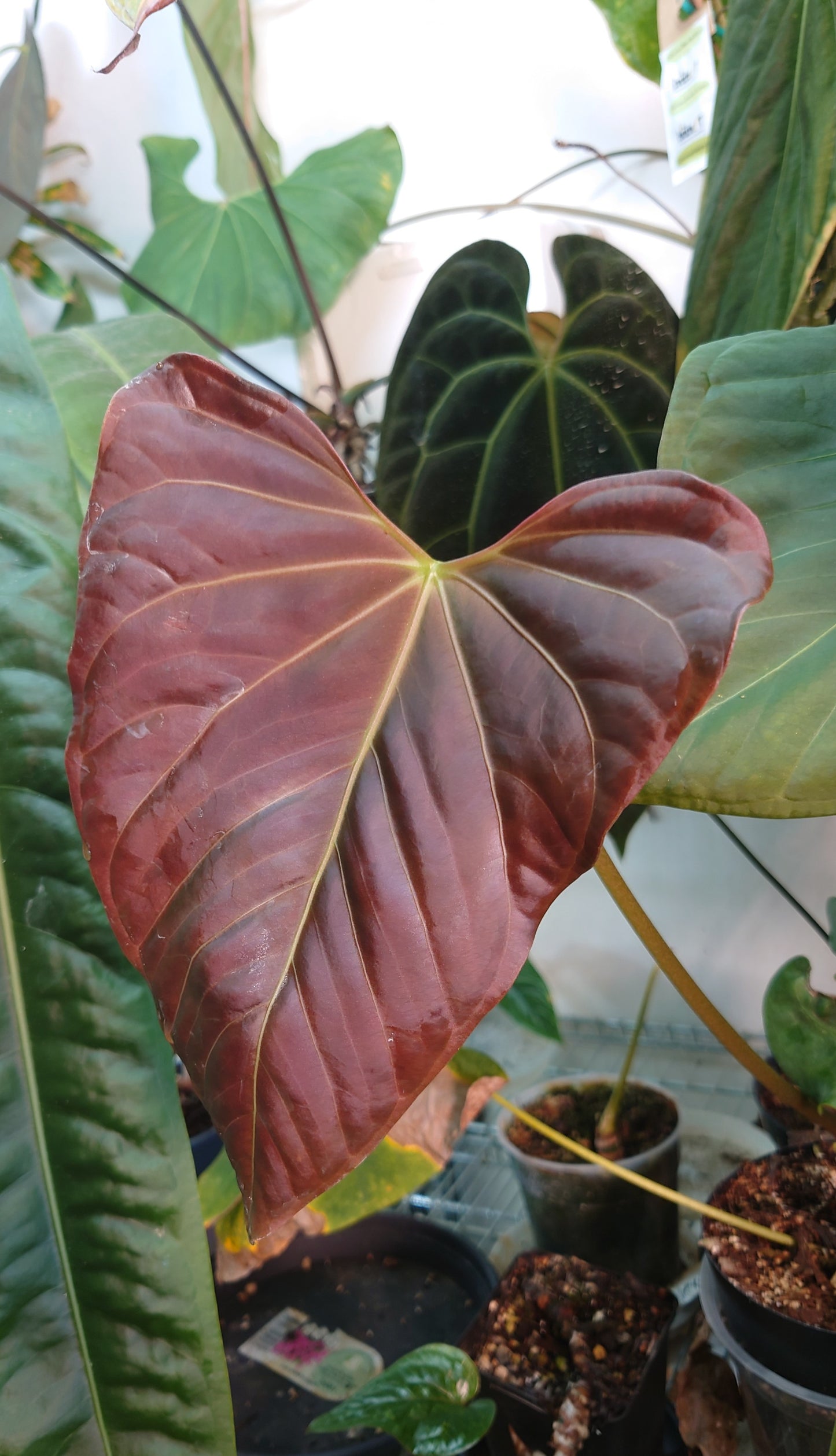 Anthurium 'Mr. Worldwide' x Papillilaminum 'Daniel'