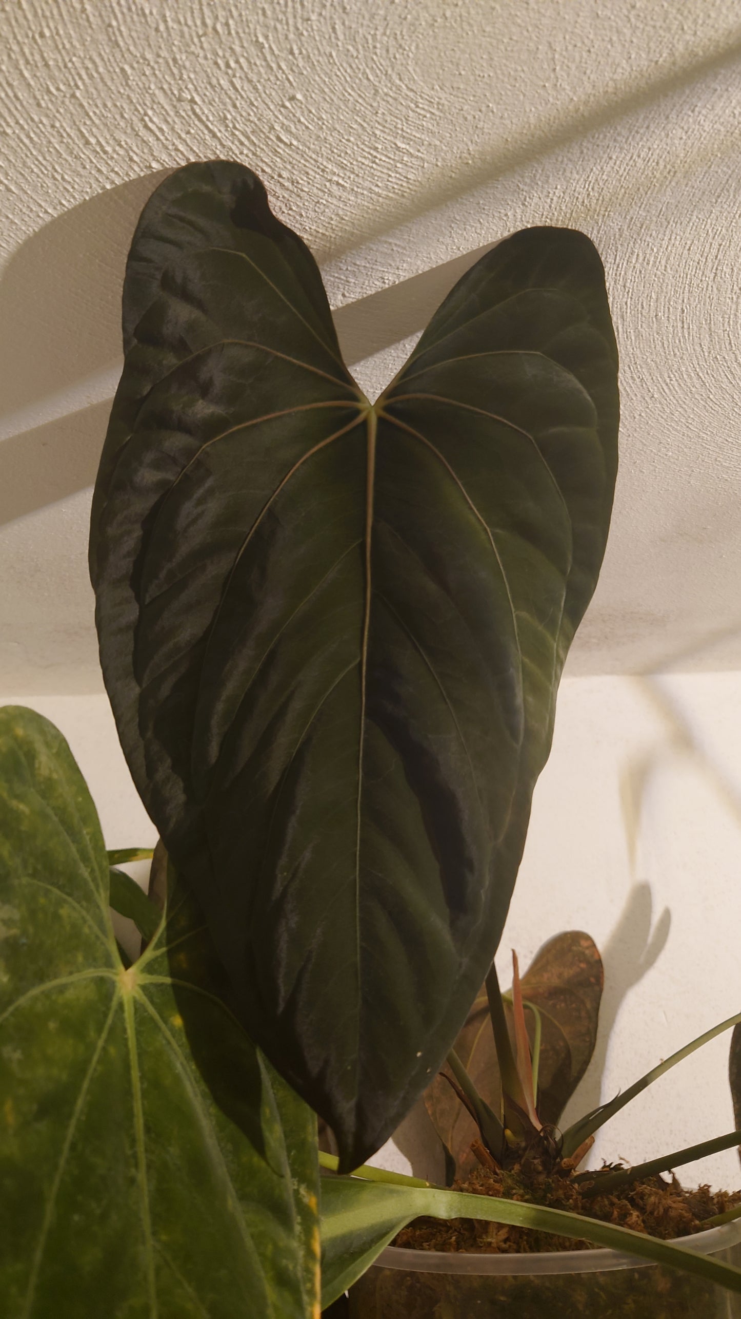 Anthurium PapillilaminumX (Red Sinus / Veins) x Papillilaminum 'Daniel'