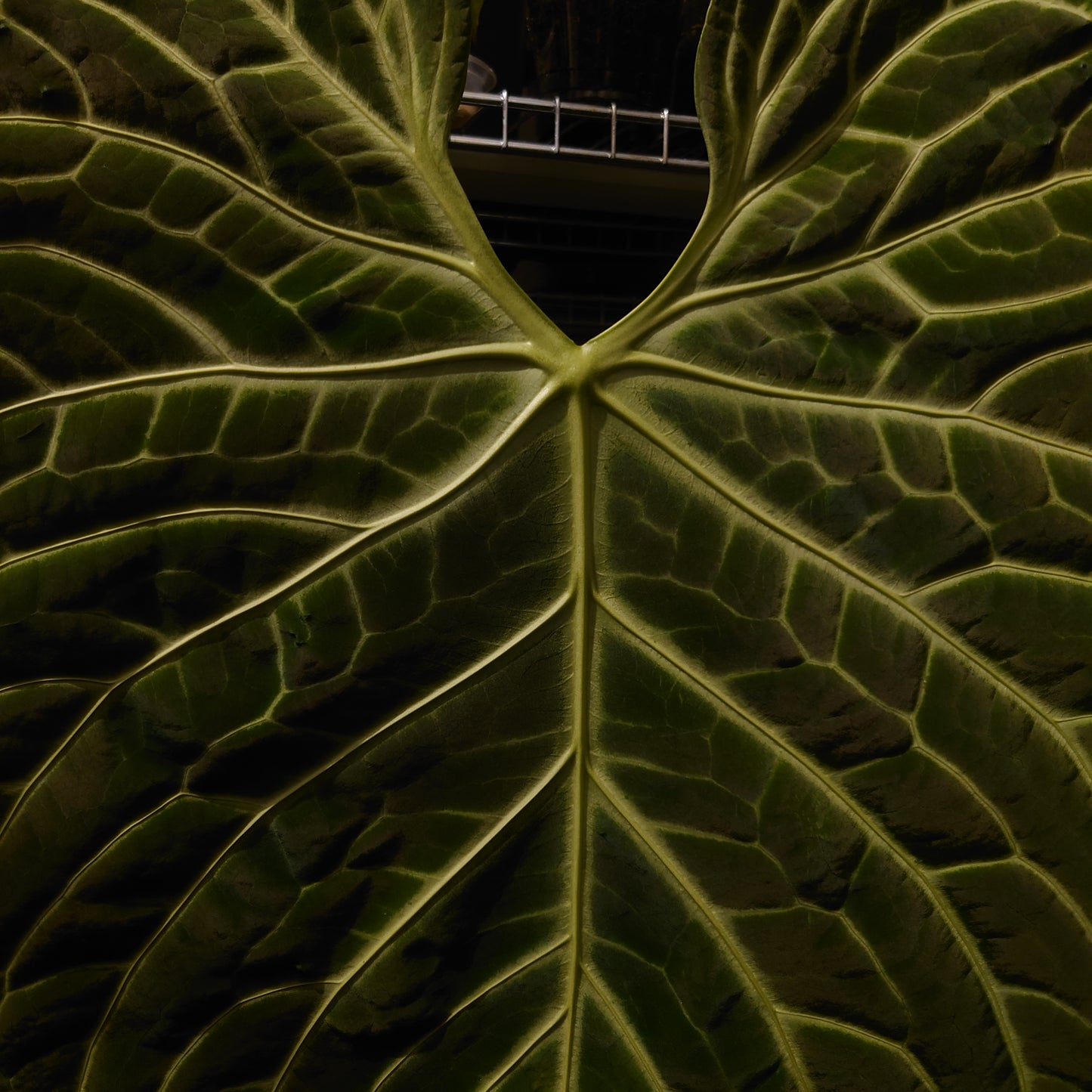 Anthurium Regale Dream Catcher' x Regale 'White Stripes'