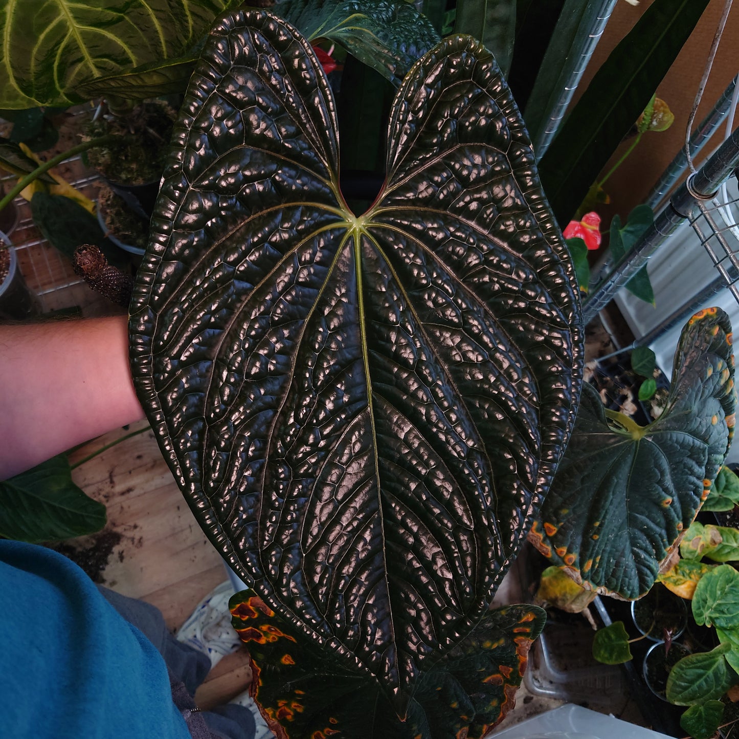 Anthurium Luxurians x Papillilaminum 'Fort Sherman' fresh seedlings