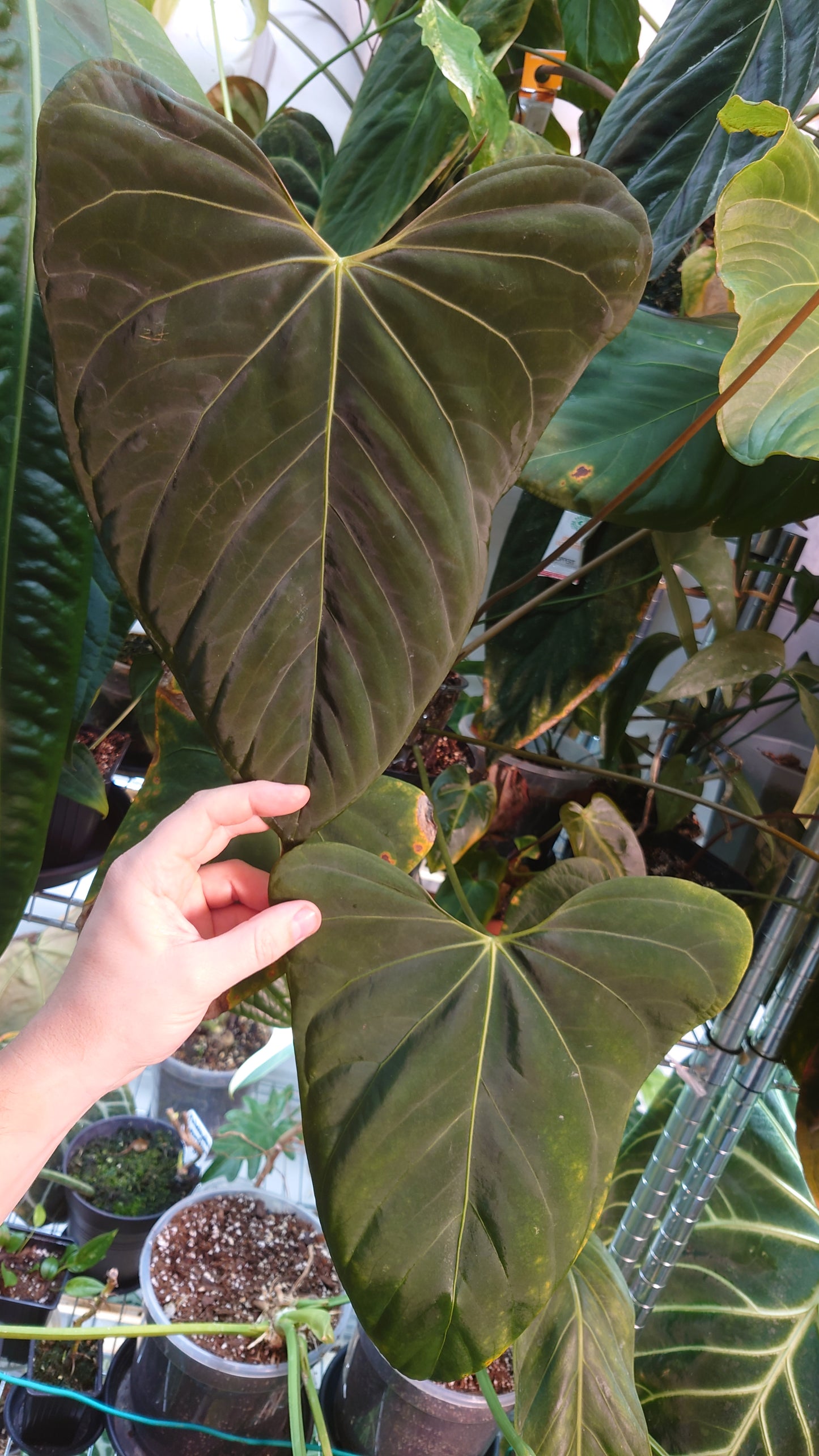 Anthurium 'Mr. Worldwide' x Papillilaminum 'Daniel'