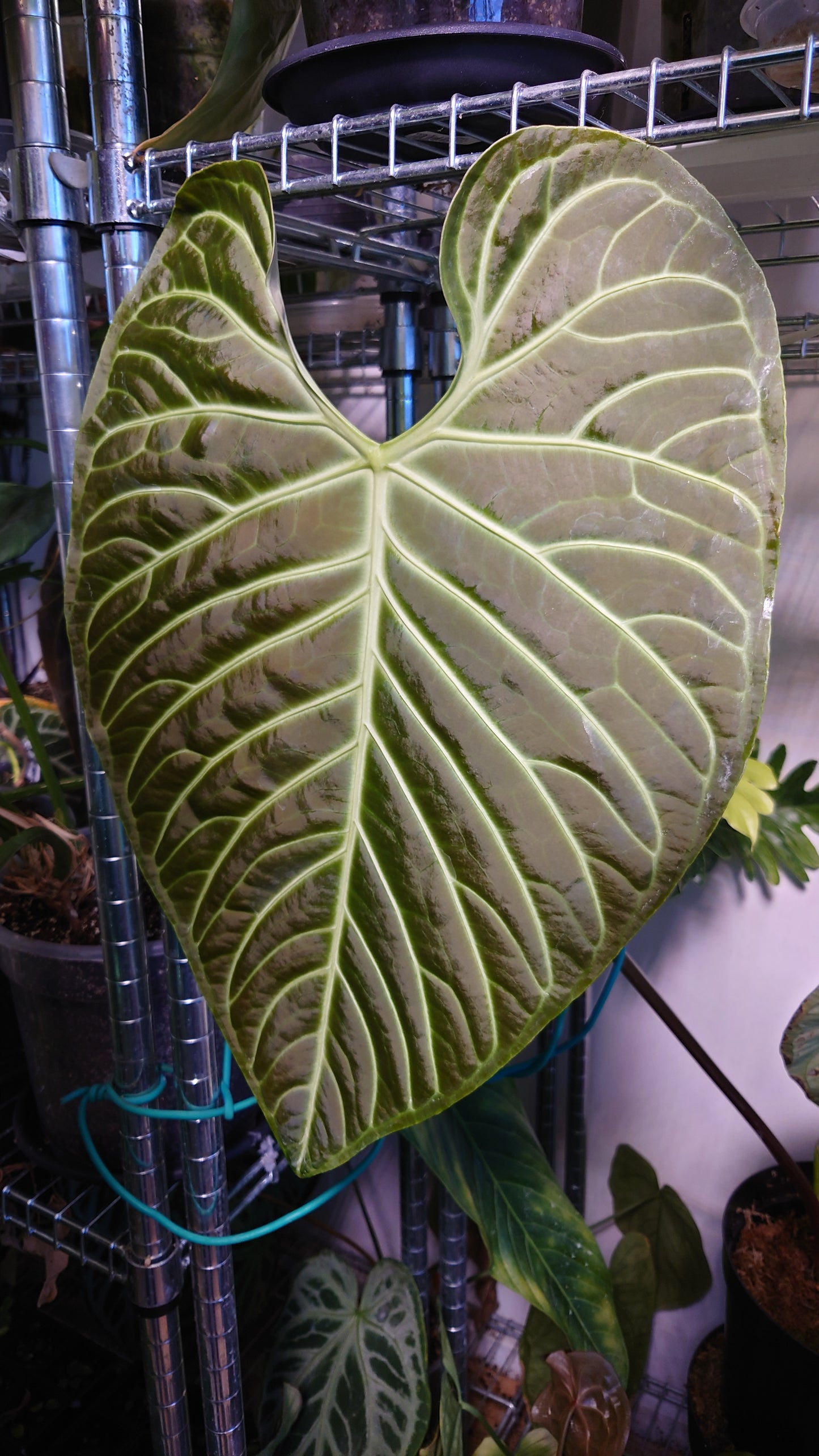 Anthurium Regale Dream Catcher' x Regale 'White Stripes'